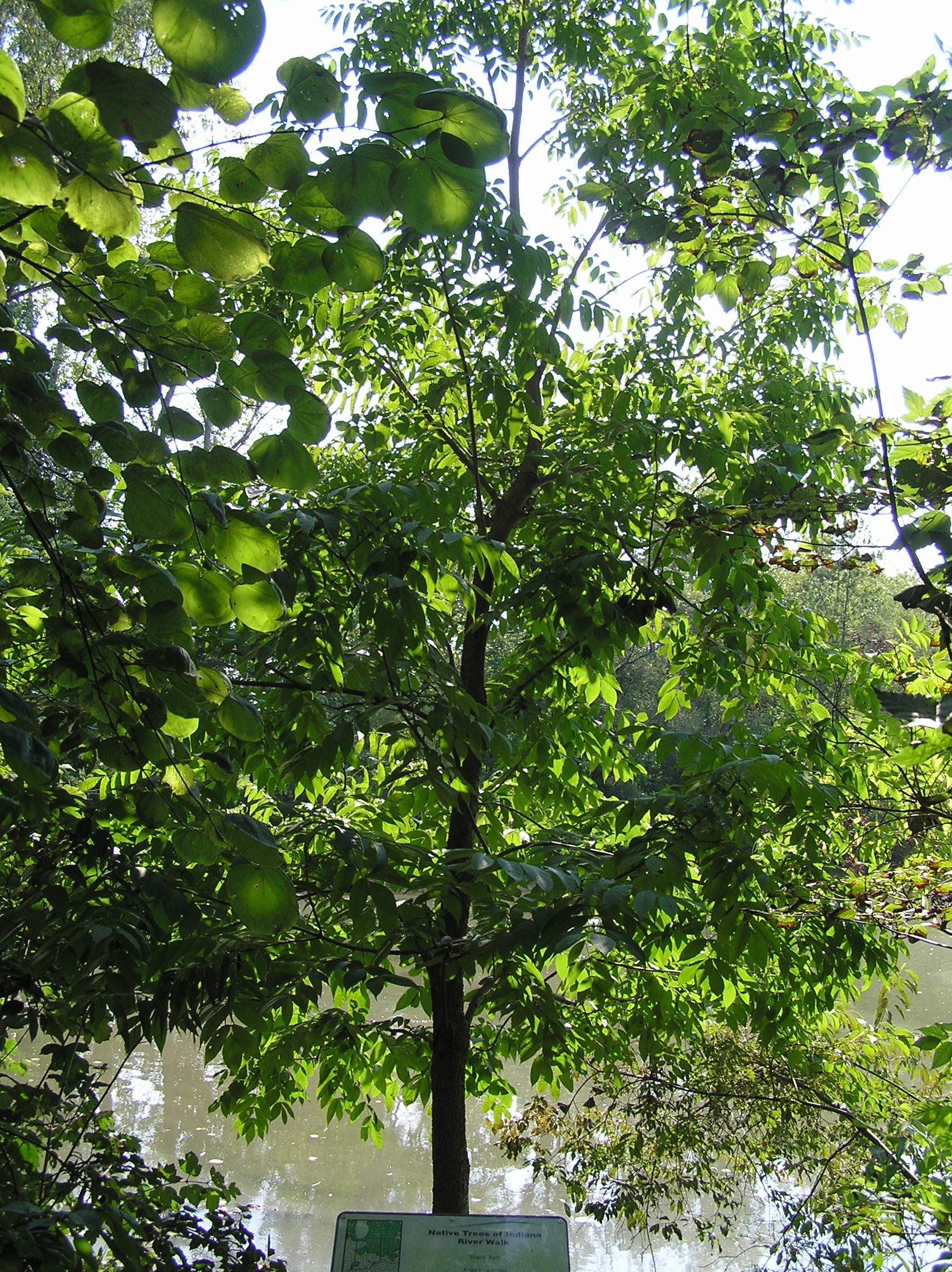Native Trees of Indiana River Walk