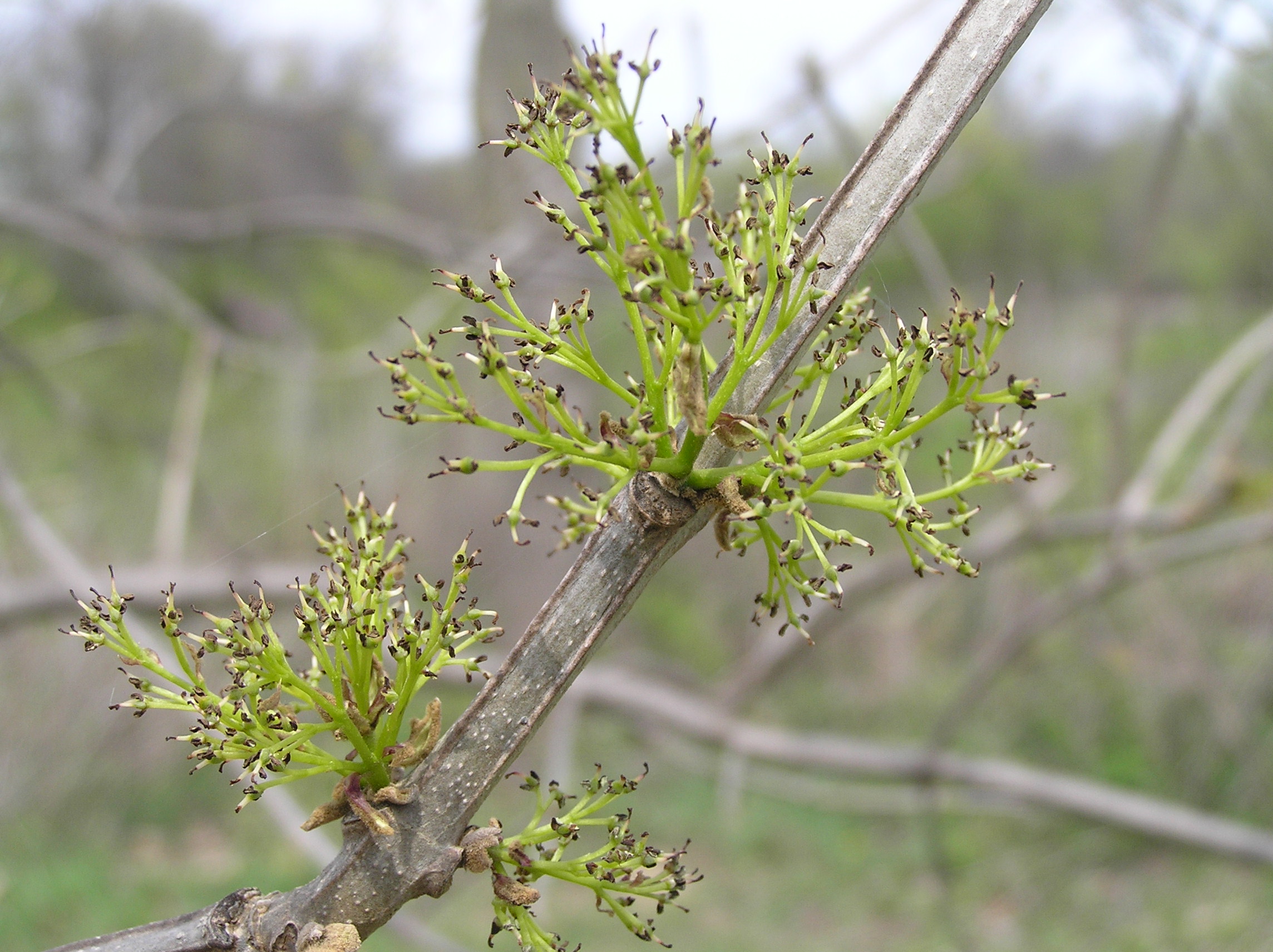 Blue Ash Trees. Ash Tree.