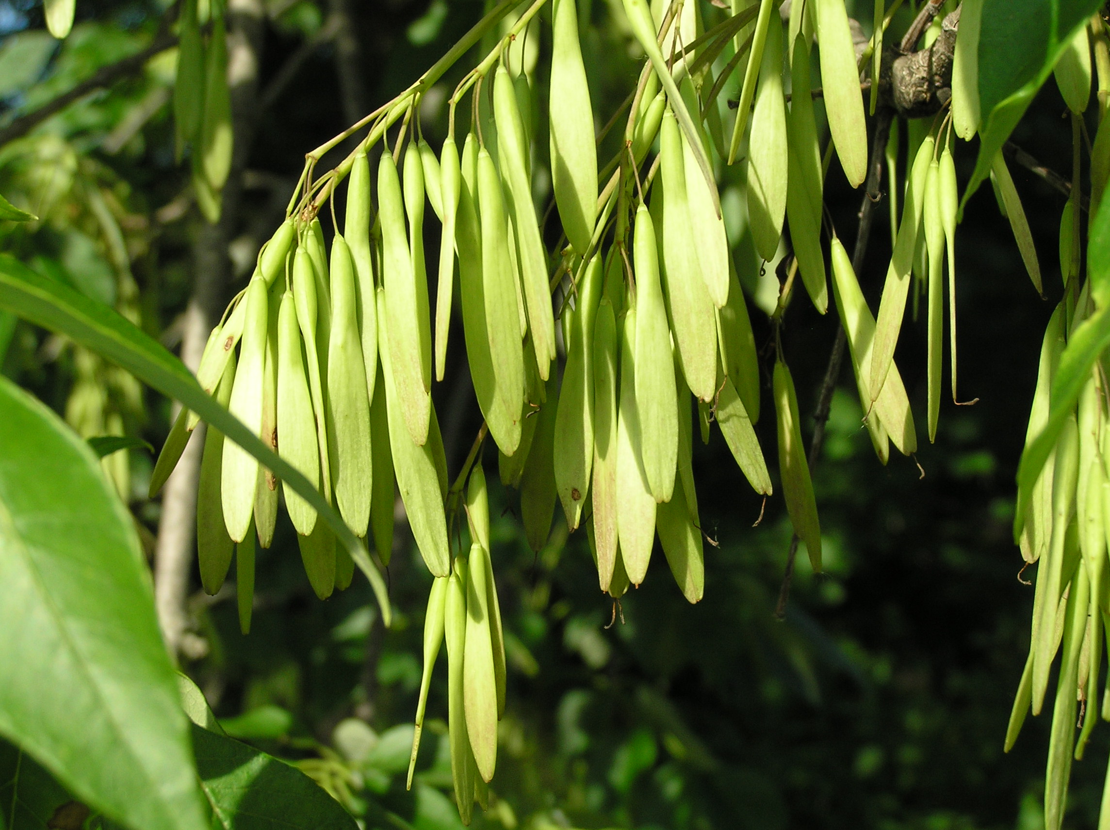 Ясень. Ясень пенсильванский плод. Ясень ланцетный. Ясень зеленый Fraxinus lanceolata. Ясень пенсильванский цветет.