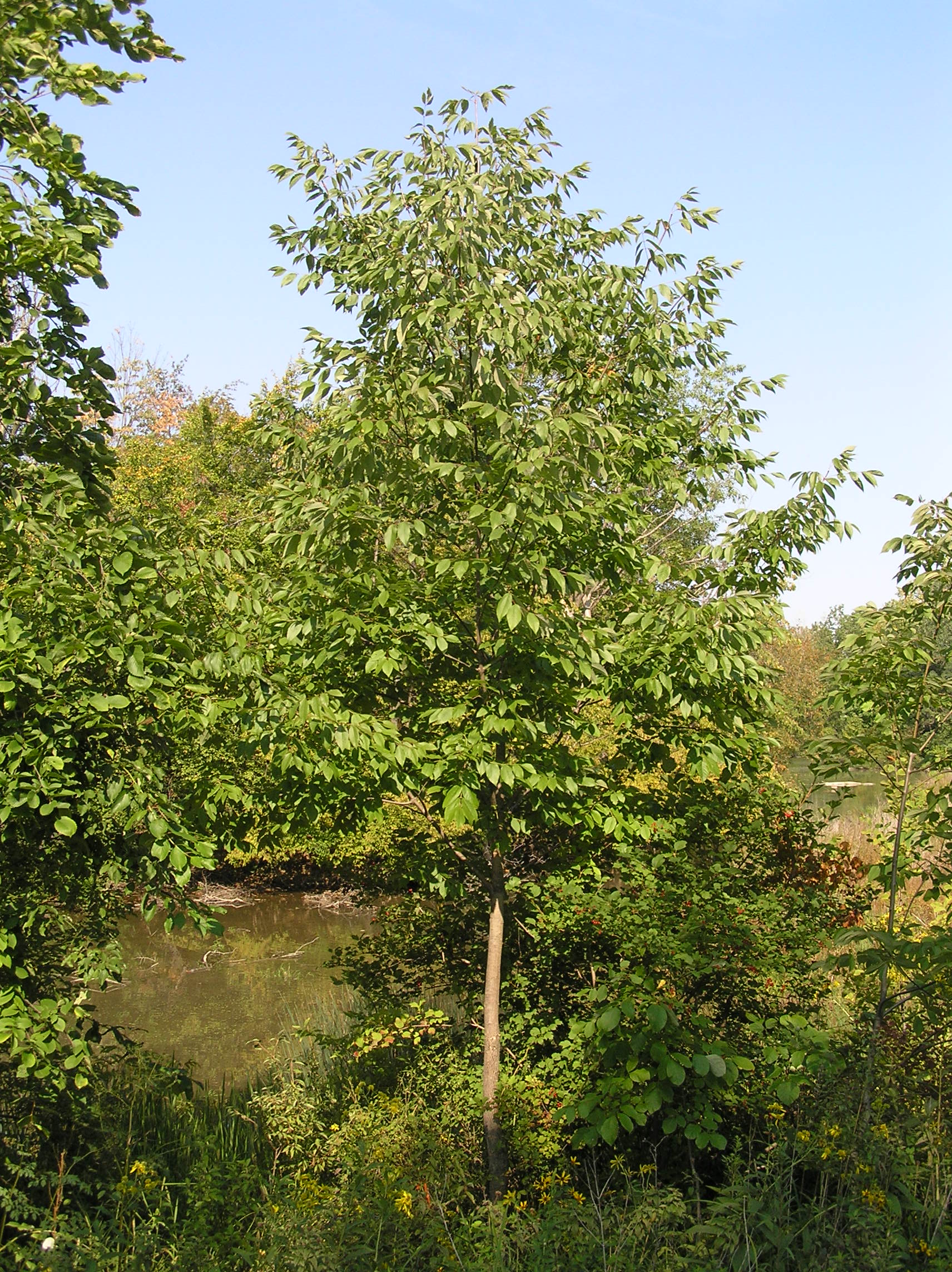 Native Trees of Indiana River Walk