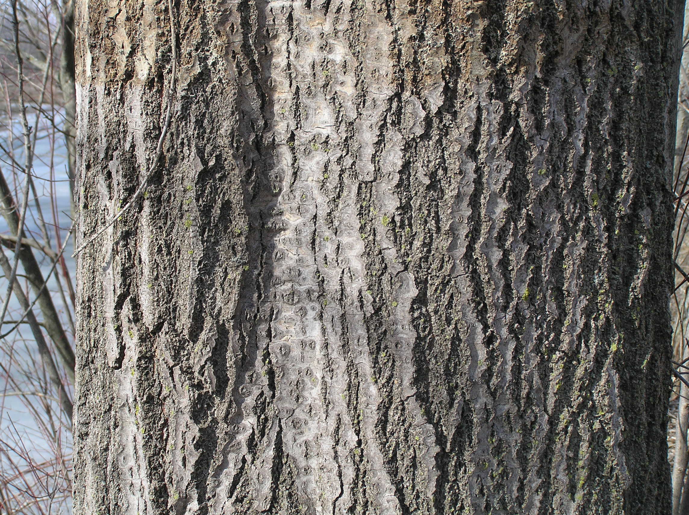 Native Trees of Indiana River Walk