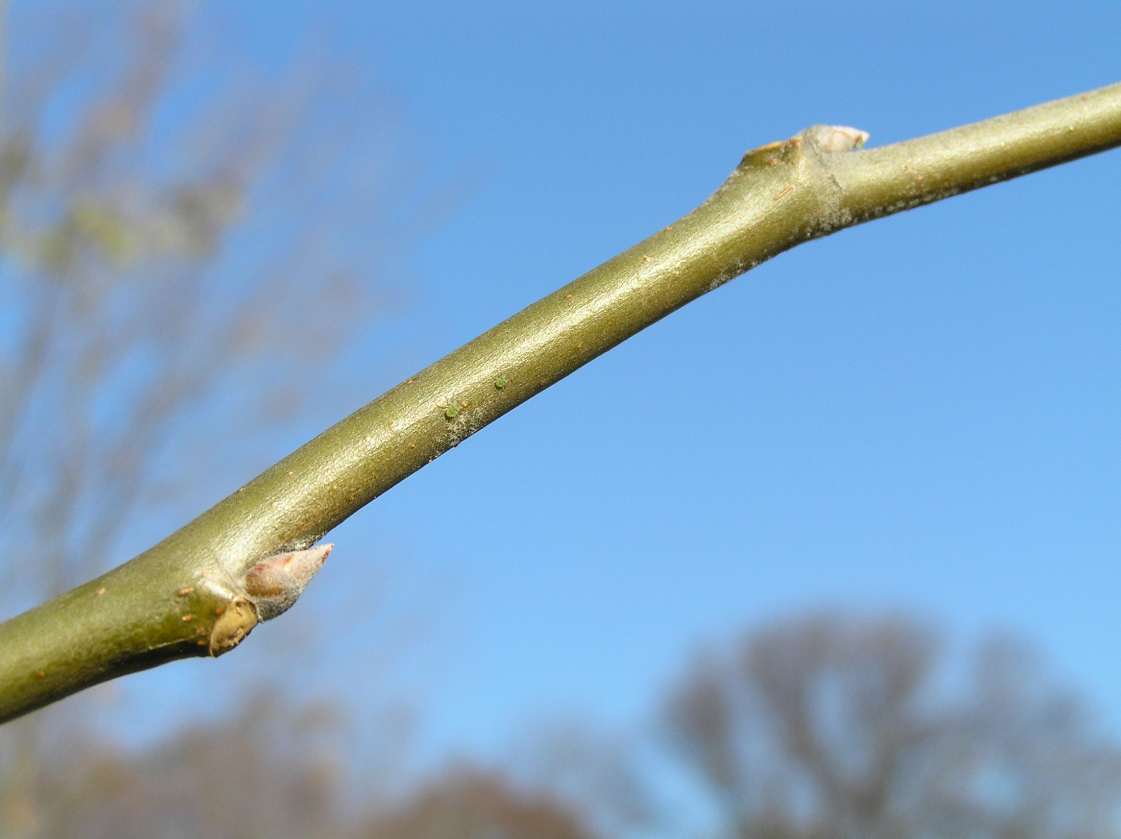 Native Trees of Indiana River Walk