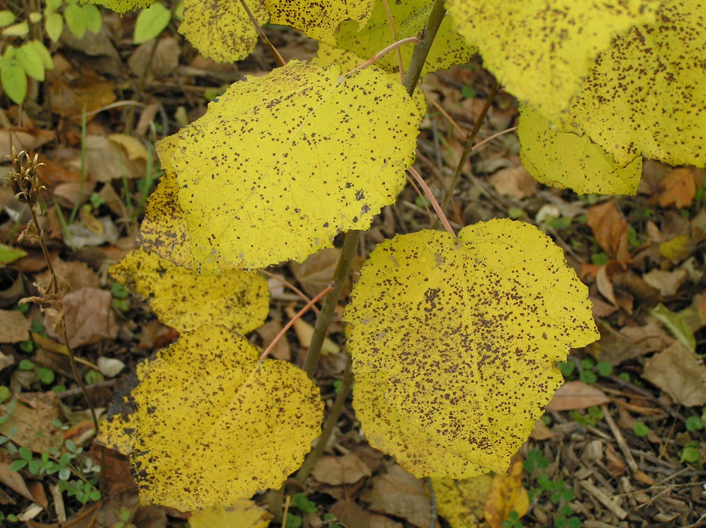 Native Trees of Indiana River Walk