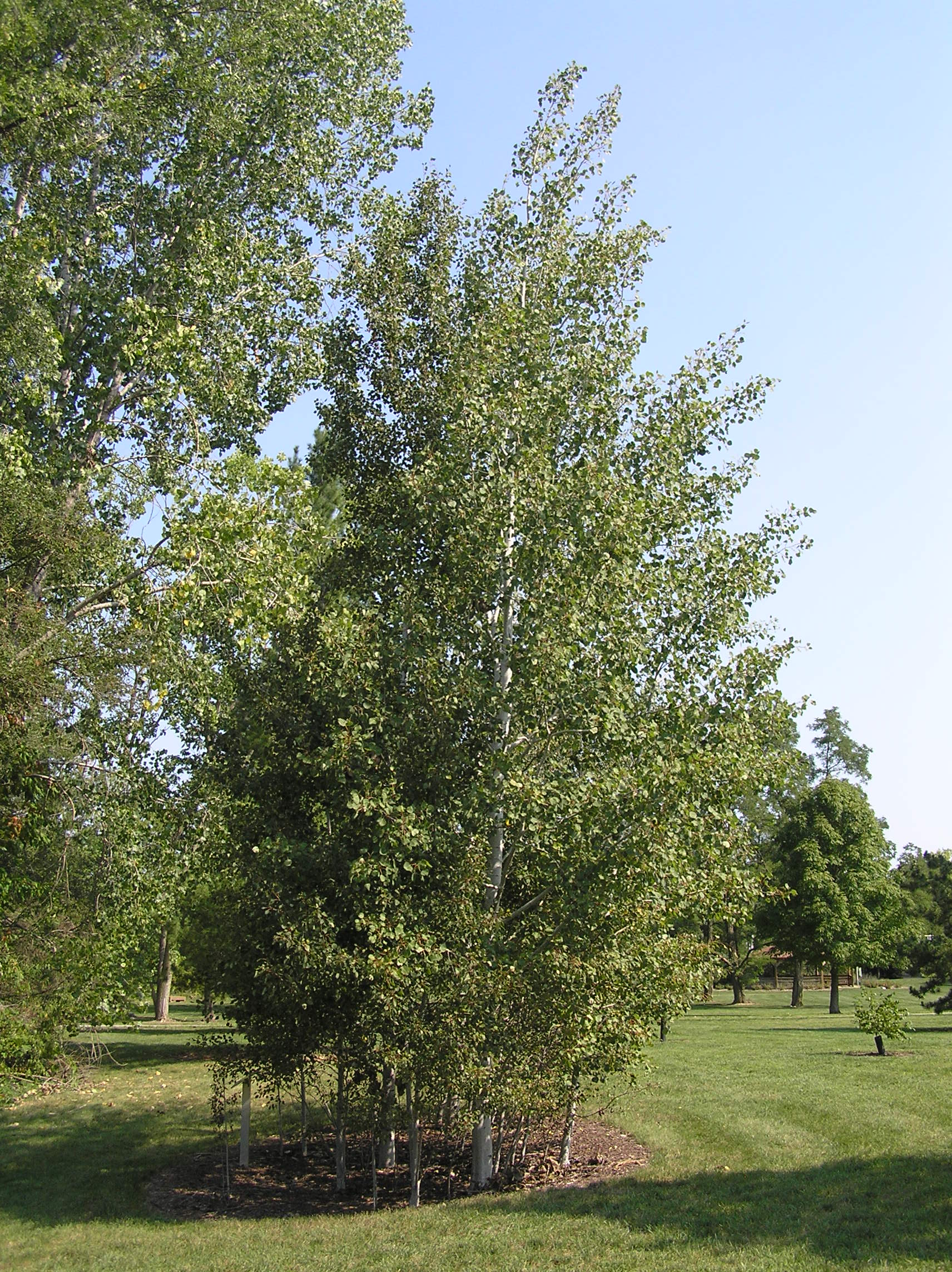 Росла осина. Quaking Aspen. Осина обыкновенная деревья России. Дерево осина как выглядит. Сухое Осиновое дерево.