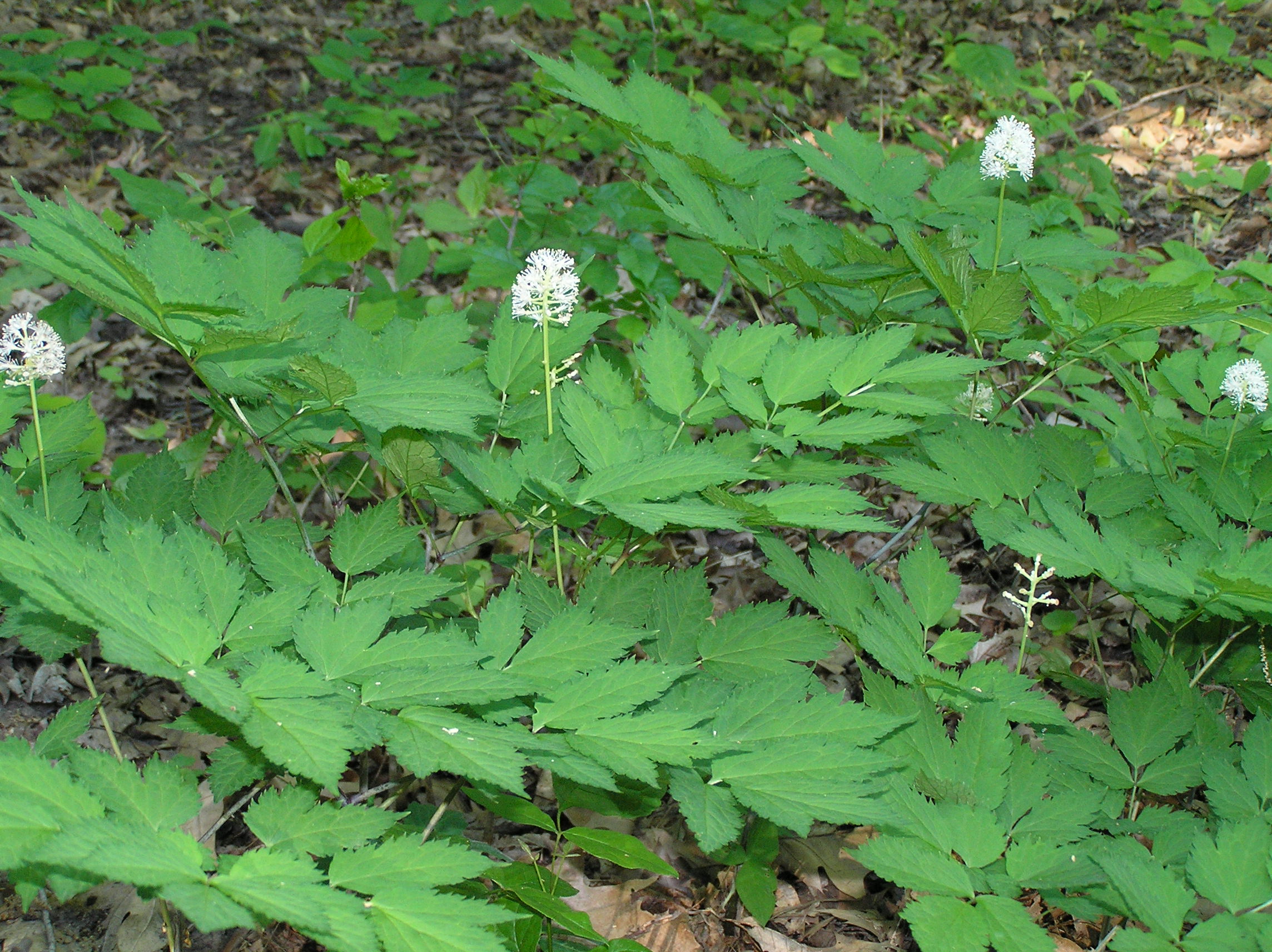 Native Trees of Indiana River Walk