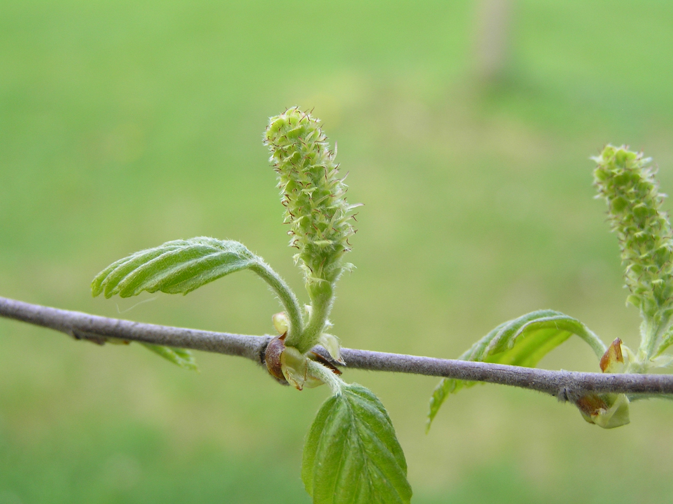 Native Trees of Indiana River Walk