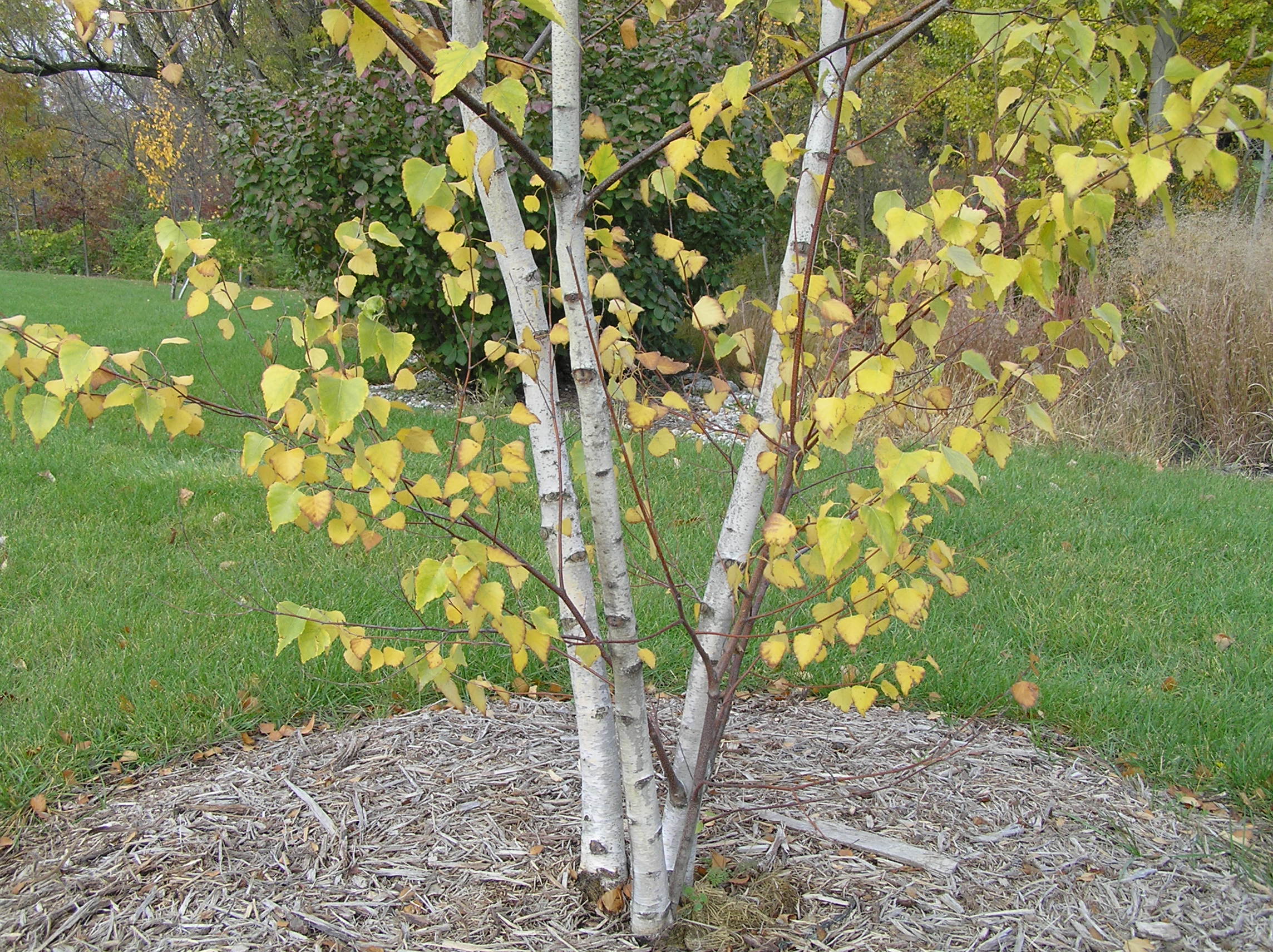 Native Trees of Indiana River Walk