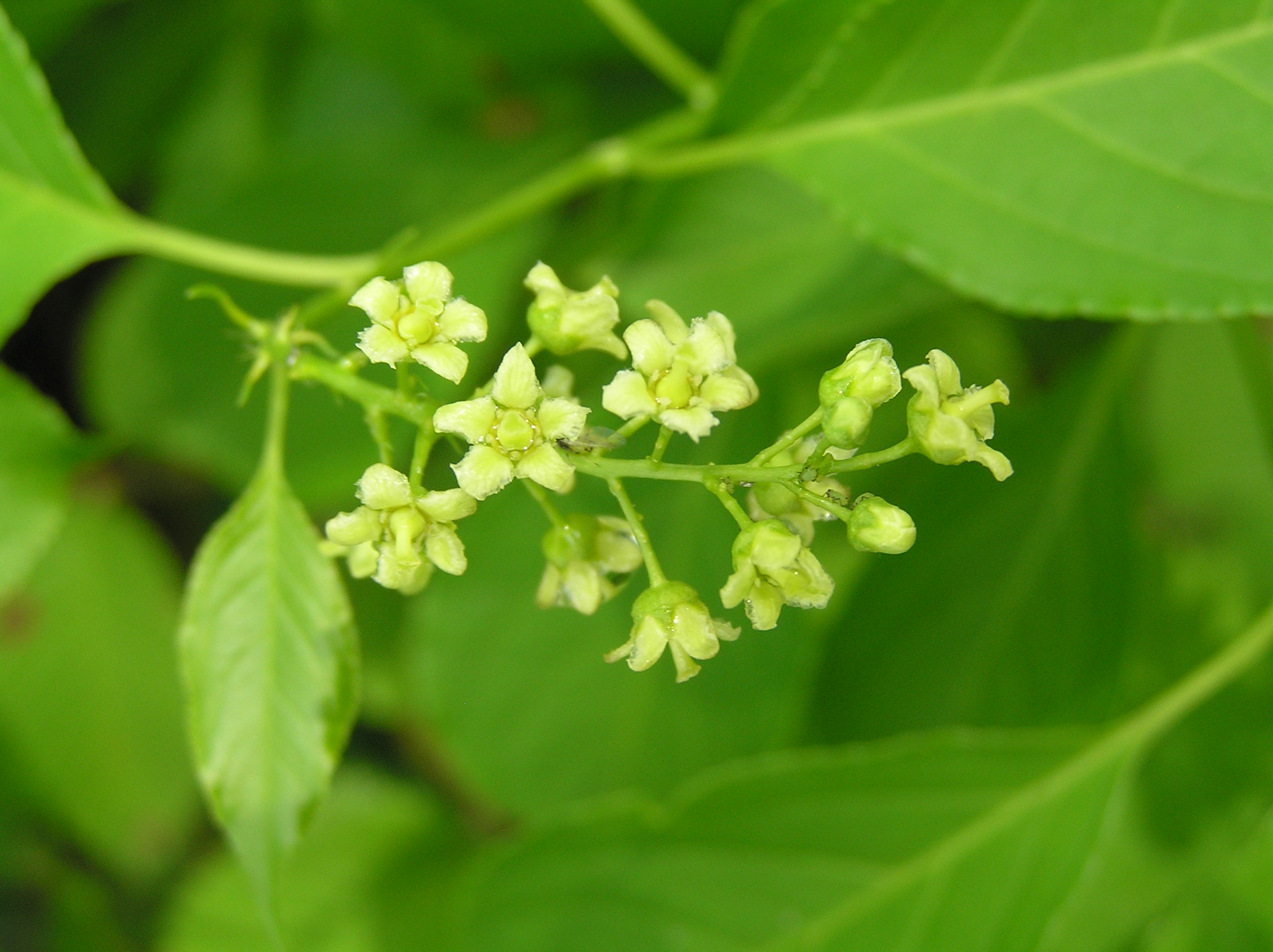 Native Trees of Indiana River Walk