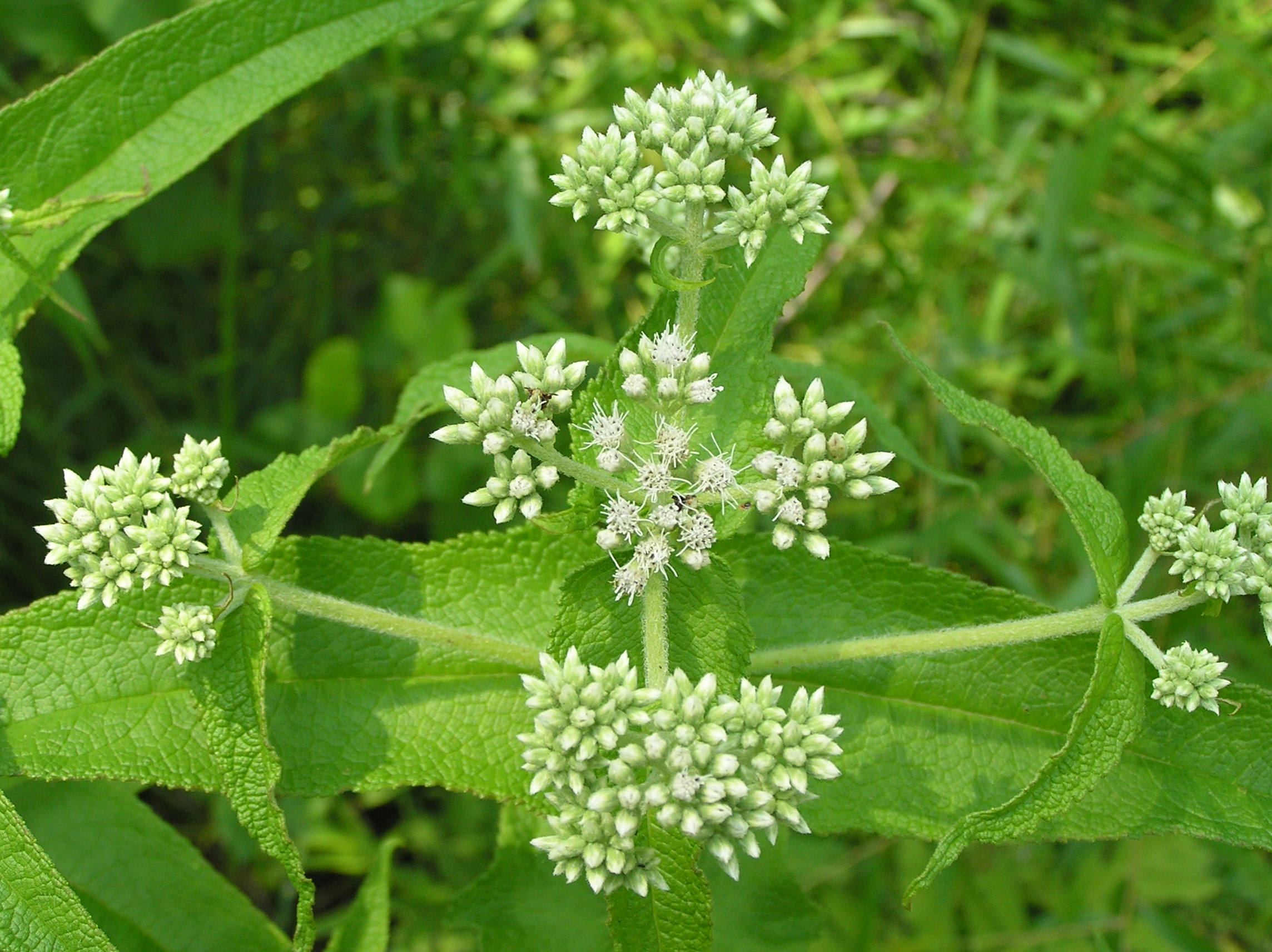 Native Trees of Indiana River Walk