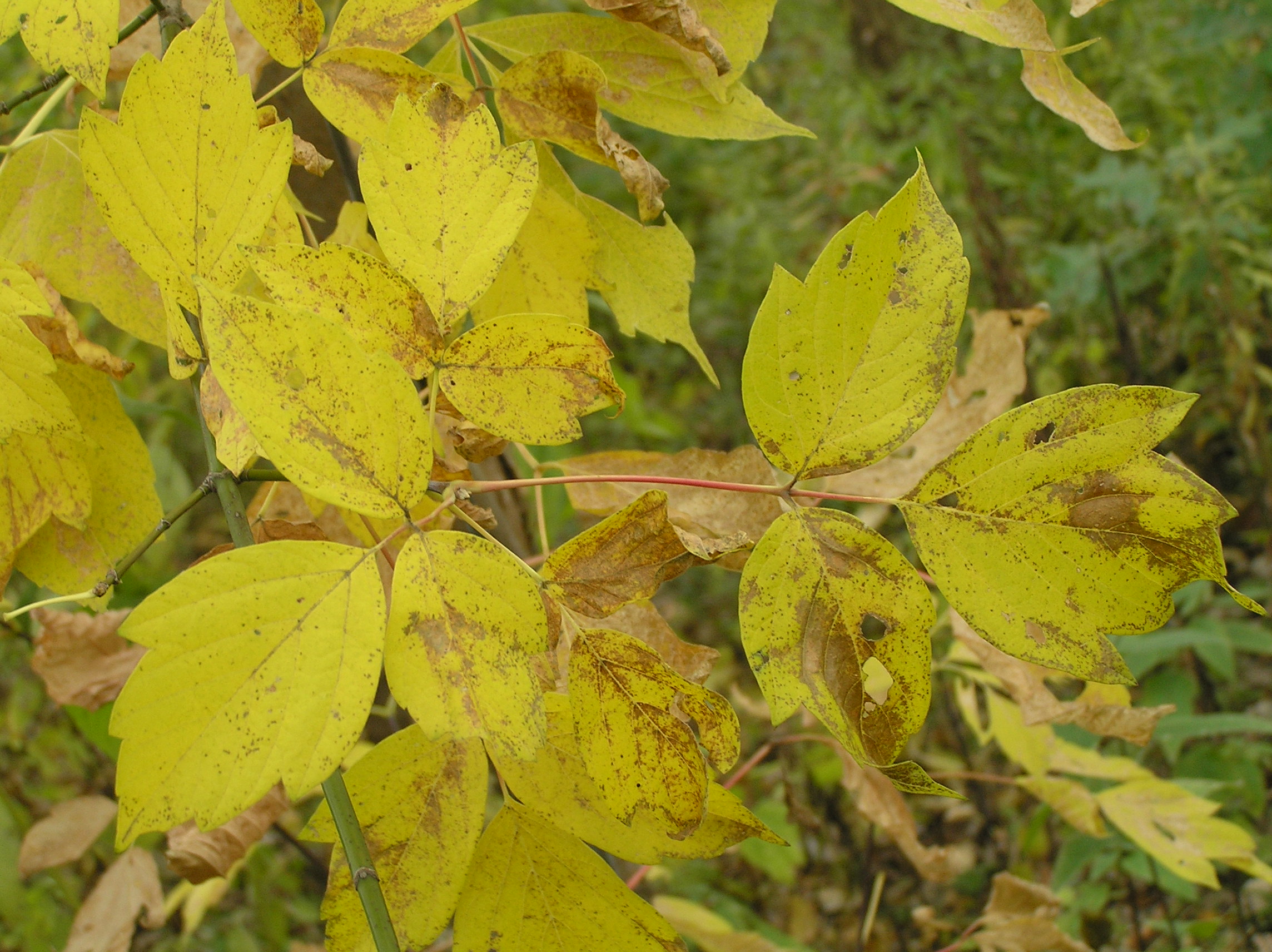 Native Trees of Indiana River Walk