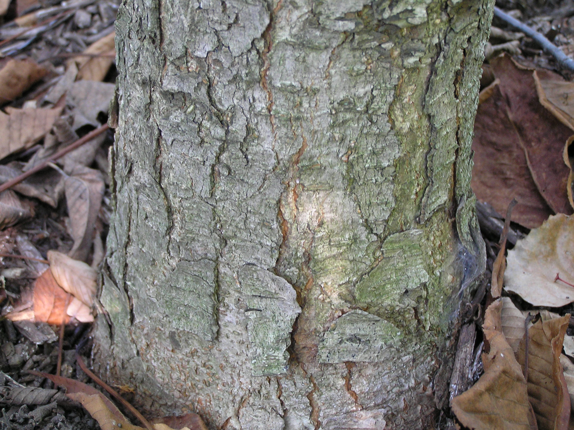 Native Trees of Indiana River Walk