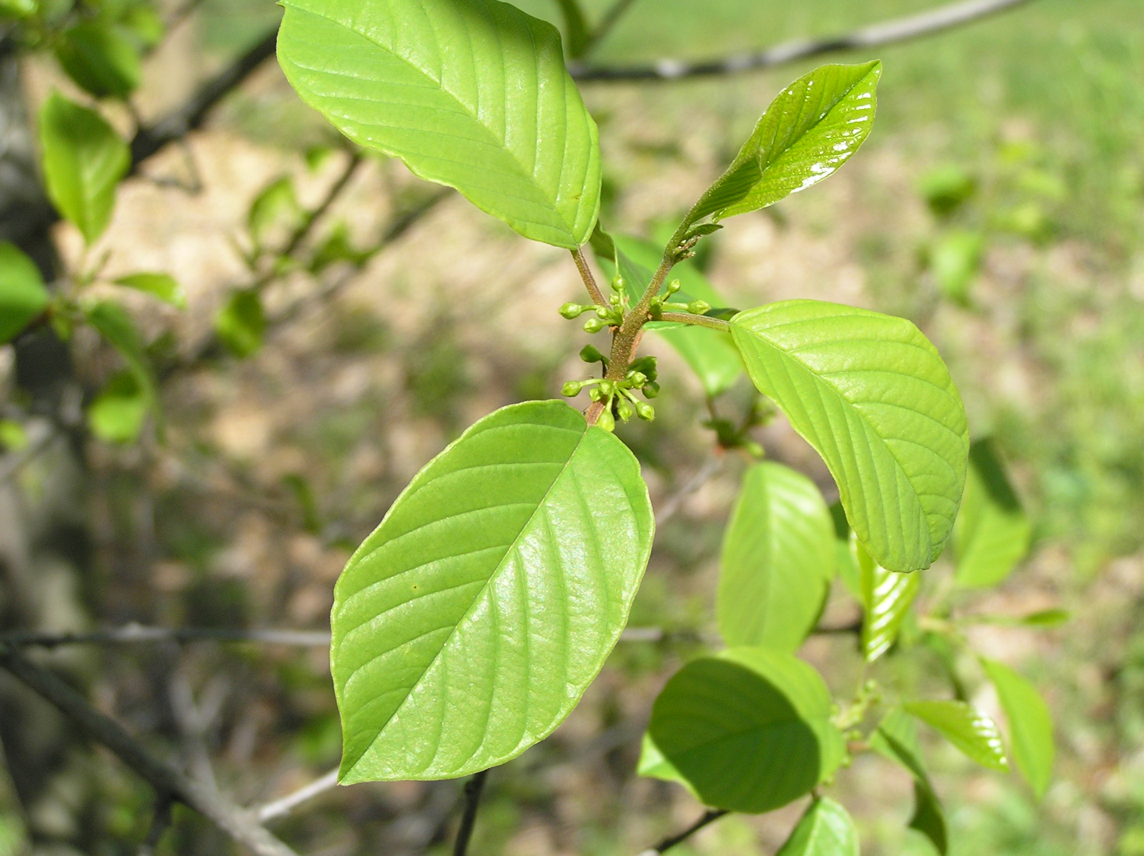 Native Trees of Indiana River Walk