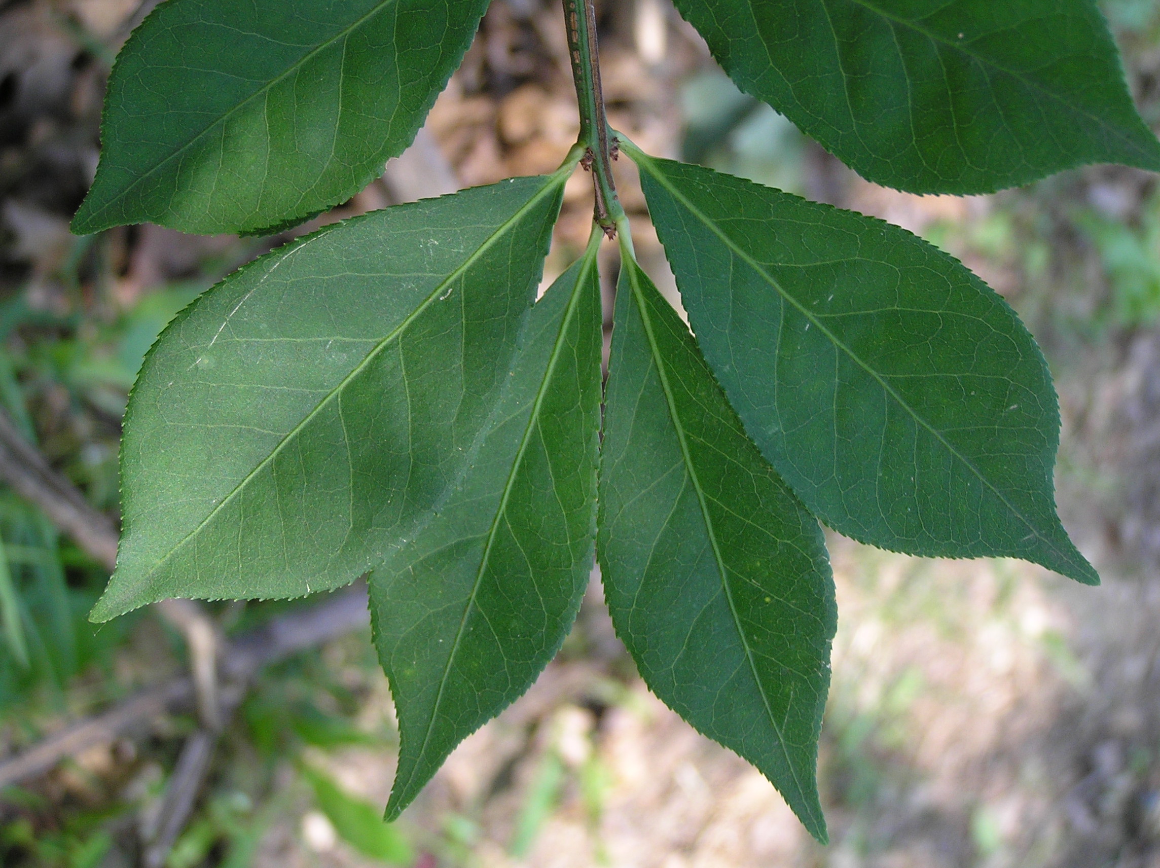 Native Trees Of Indiana River Walk