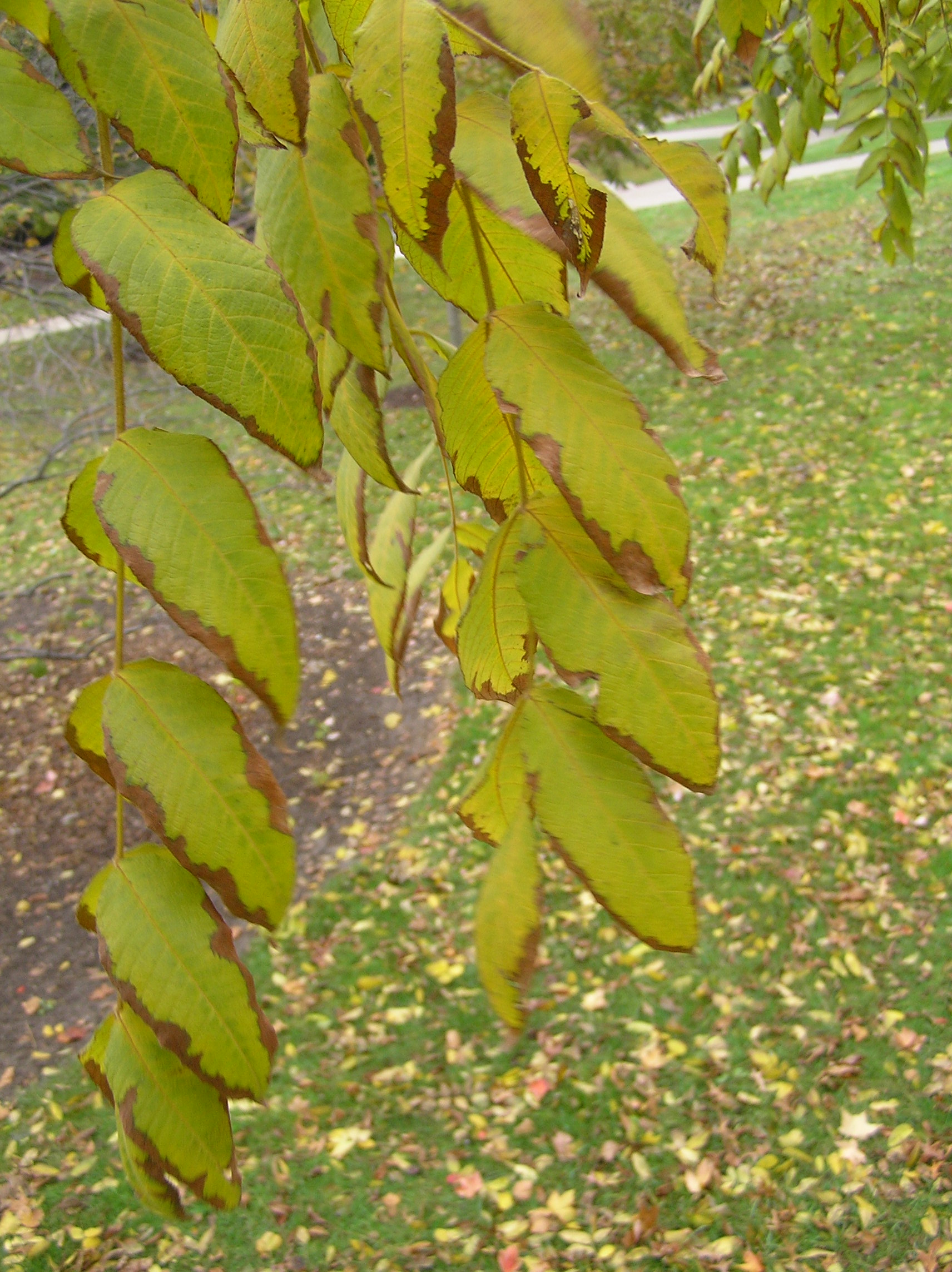 Native Trees of Indiana River Walk