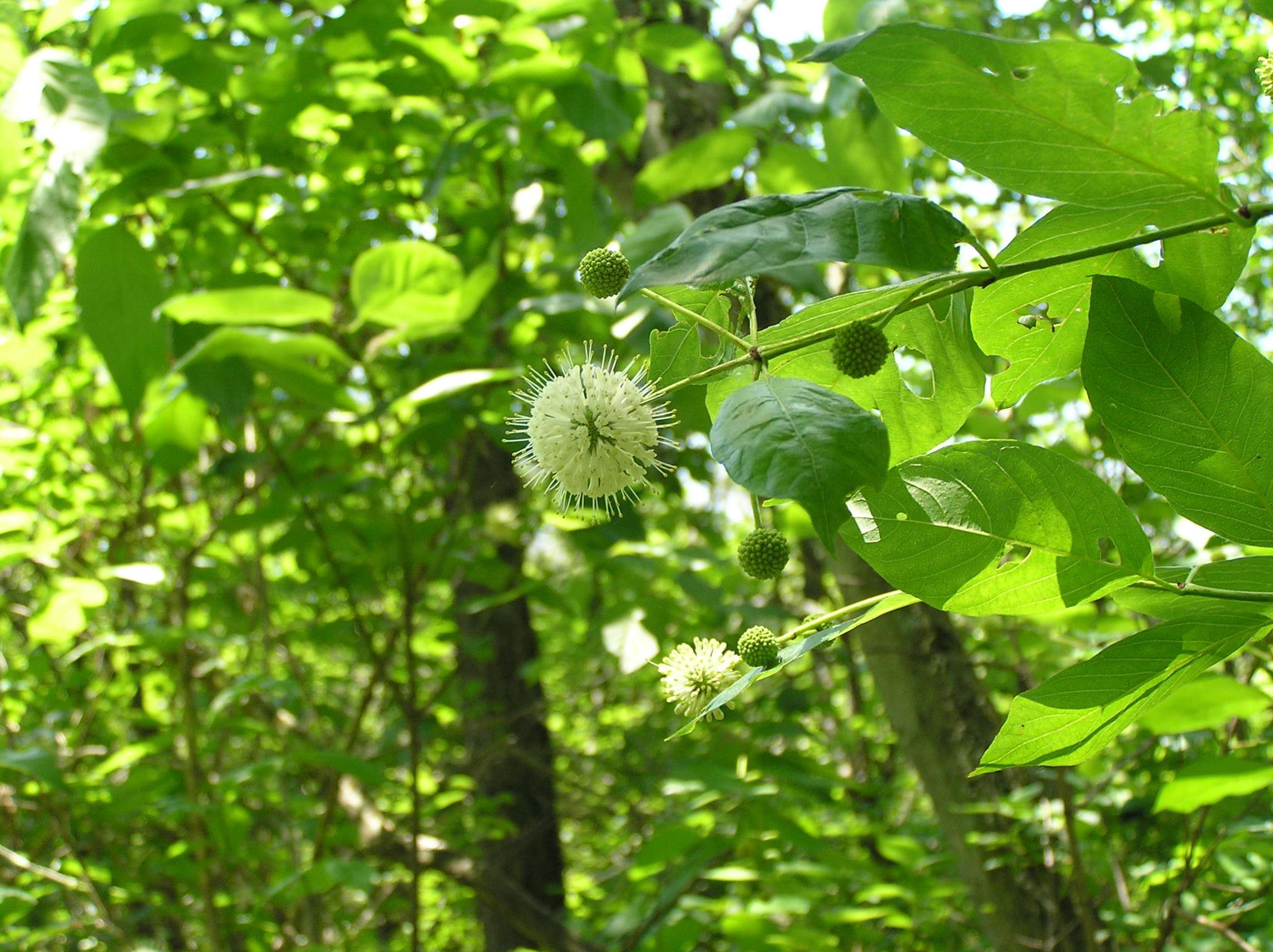 Native Trees of Indiana River Walk