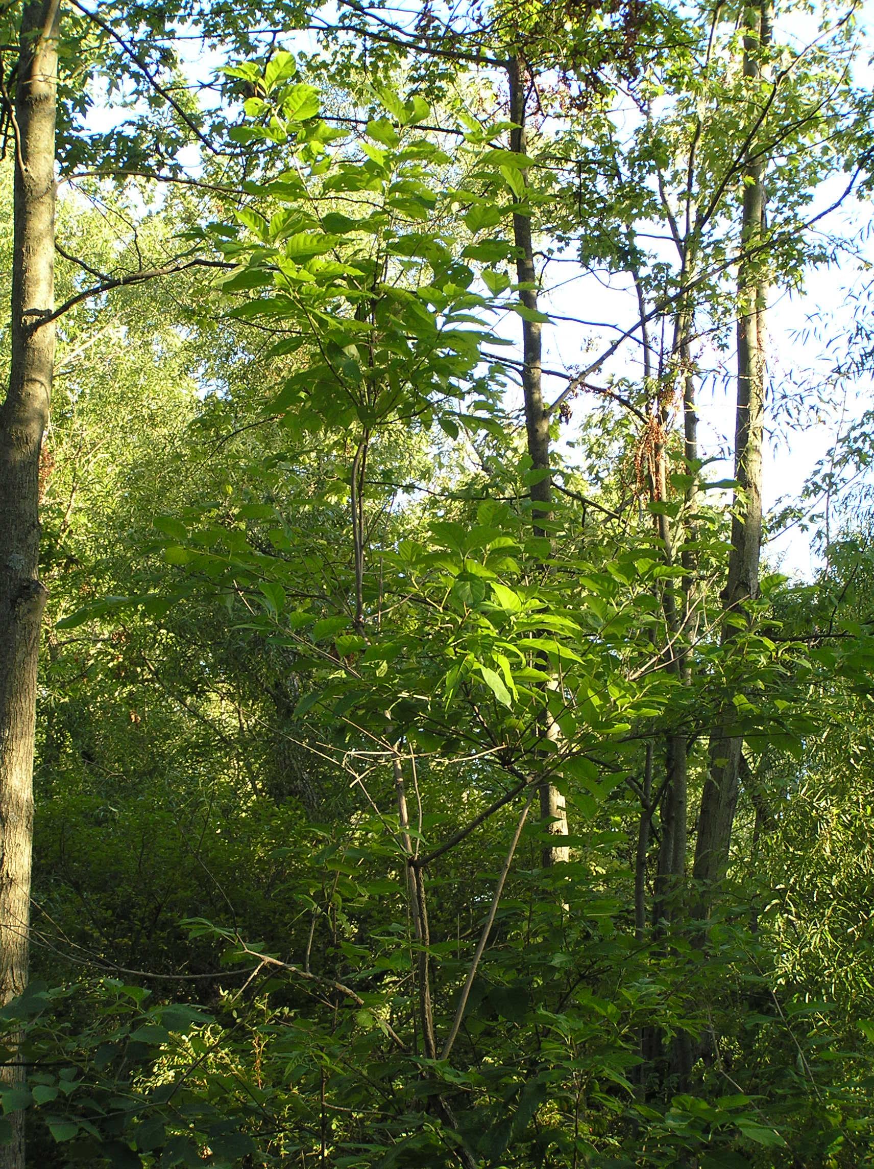Native Trees of Indiana River Walk