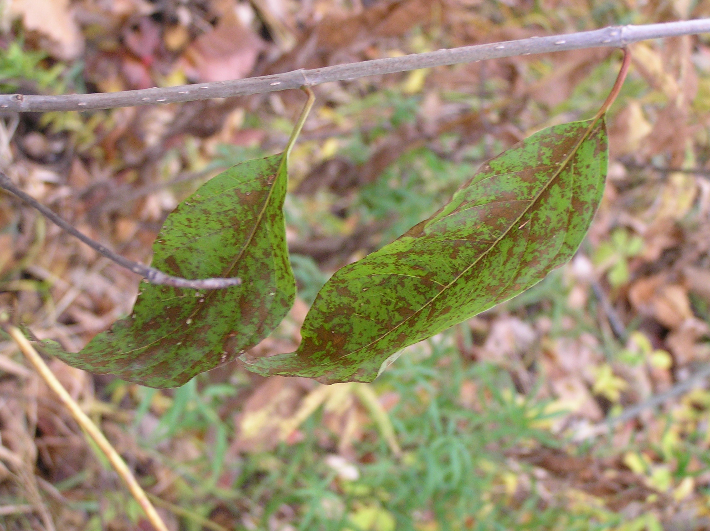 Native Trees of Indiana River Walk