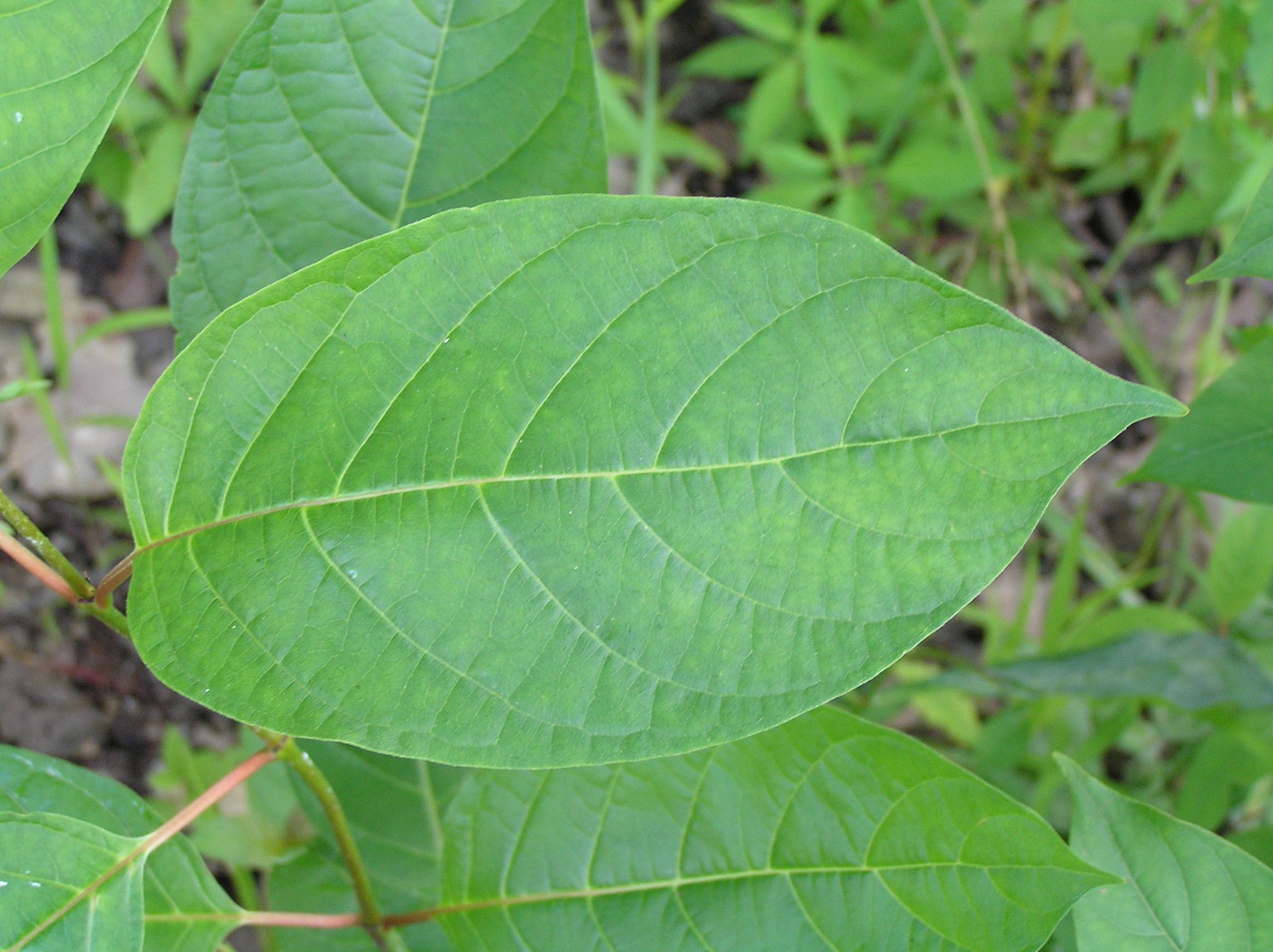 Native Trees of Indiana River Walk