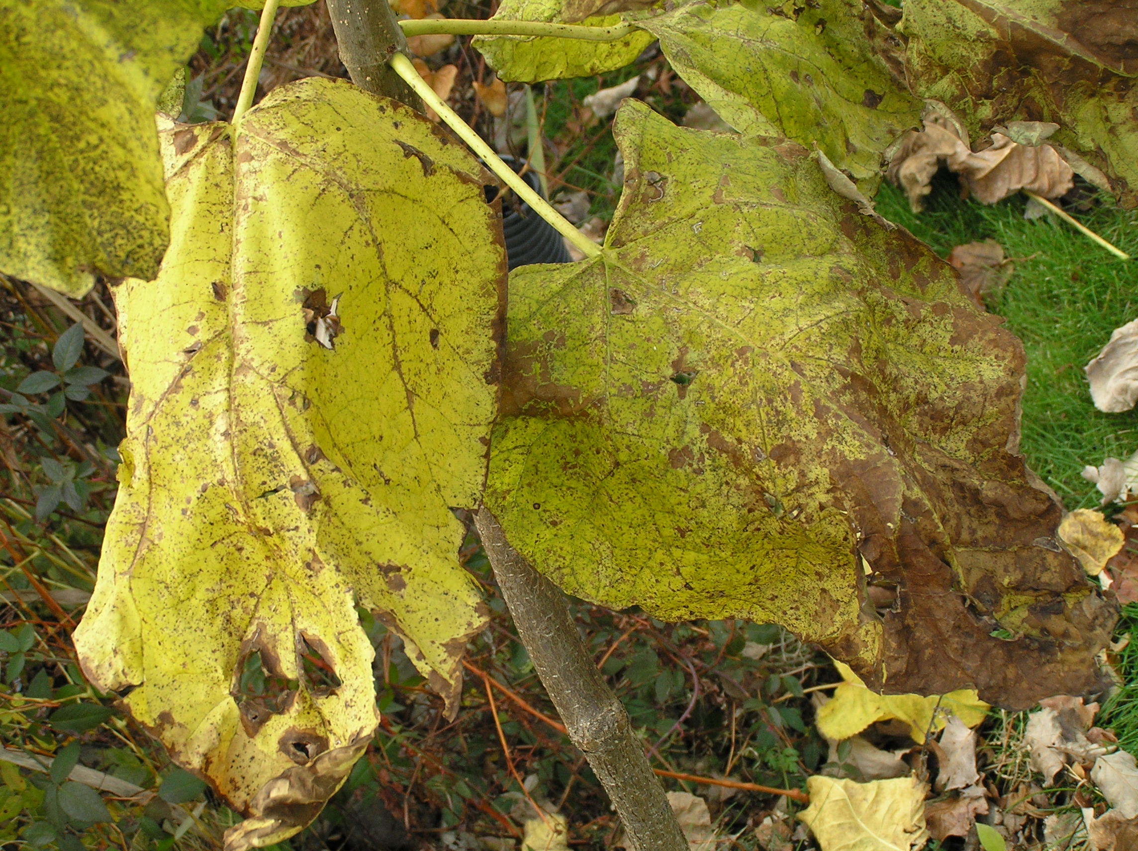 Native Trees of Indiana River Walk