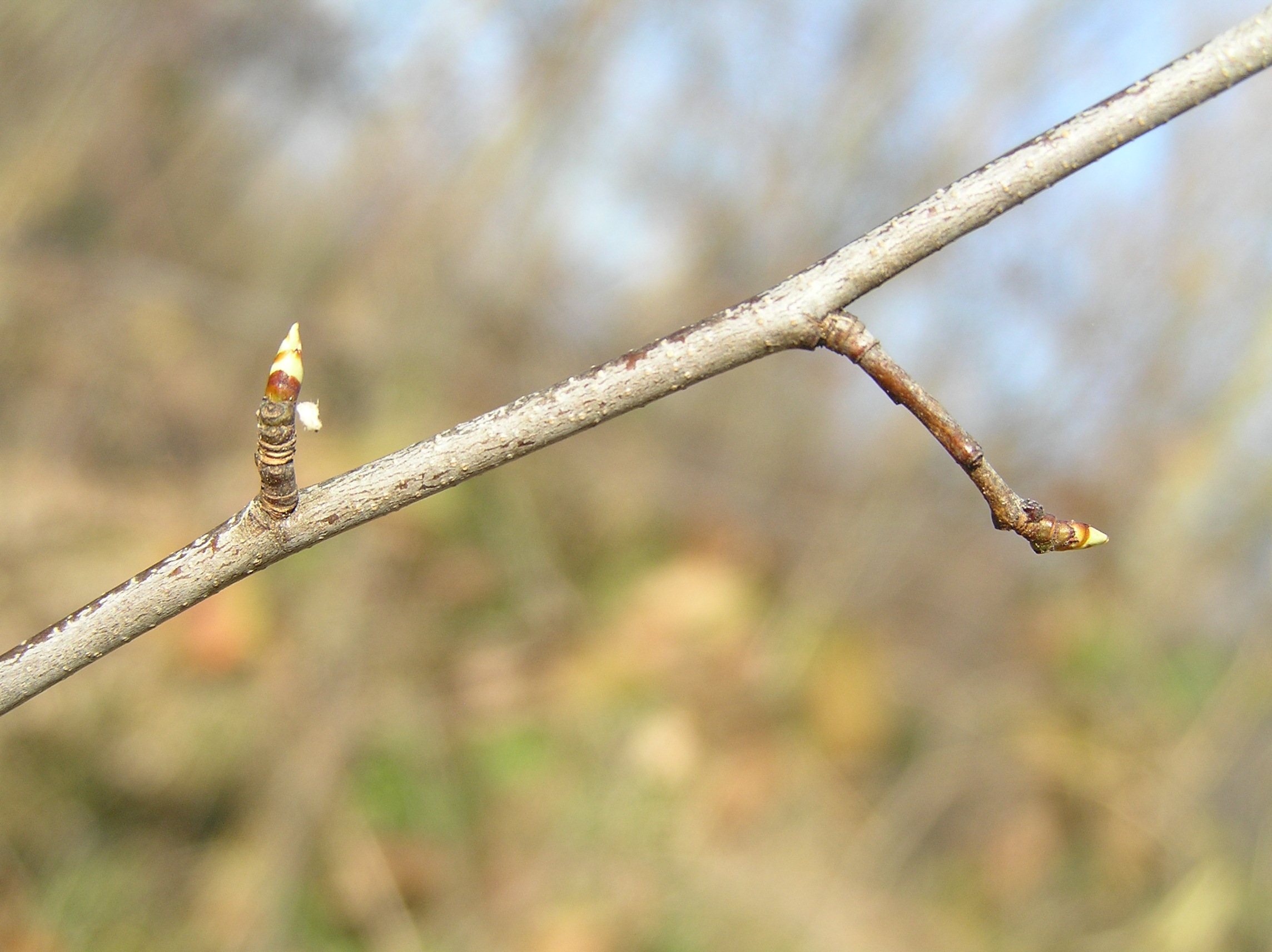 Native Trees of Indiana River Walk