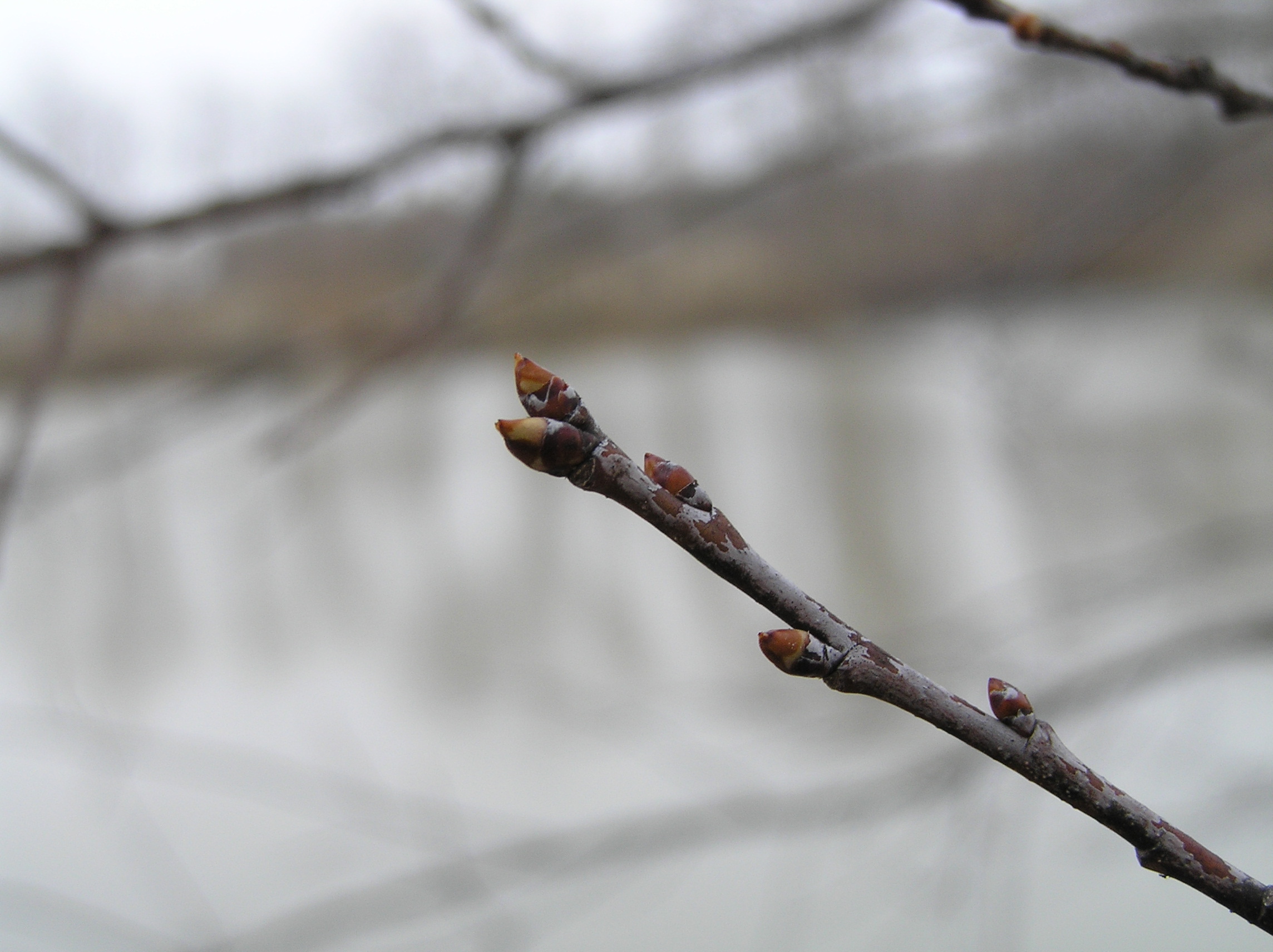Native Trees of Indiana River Walk