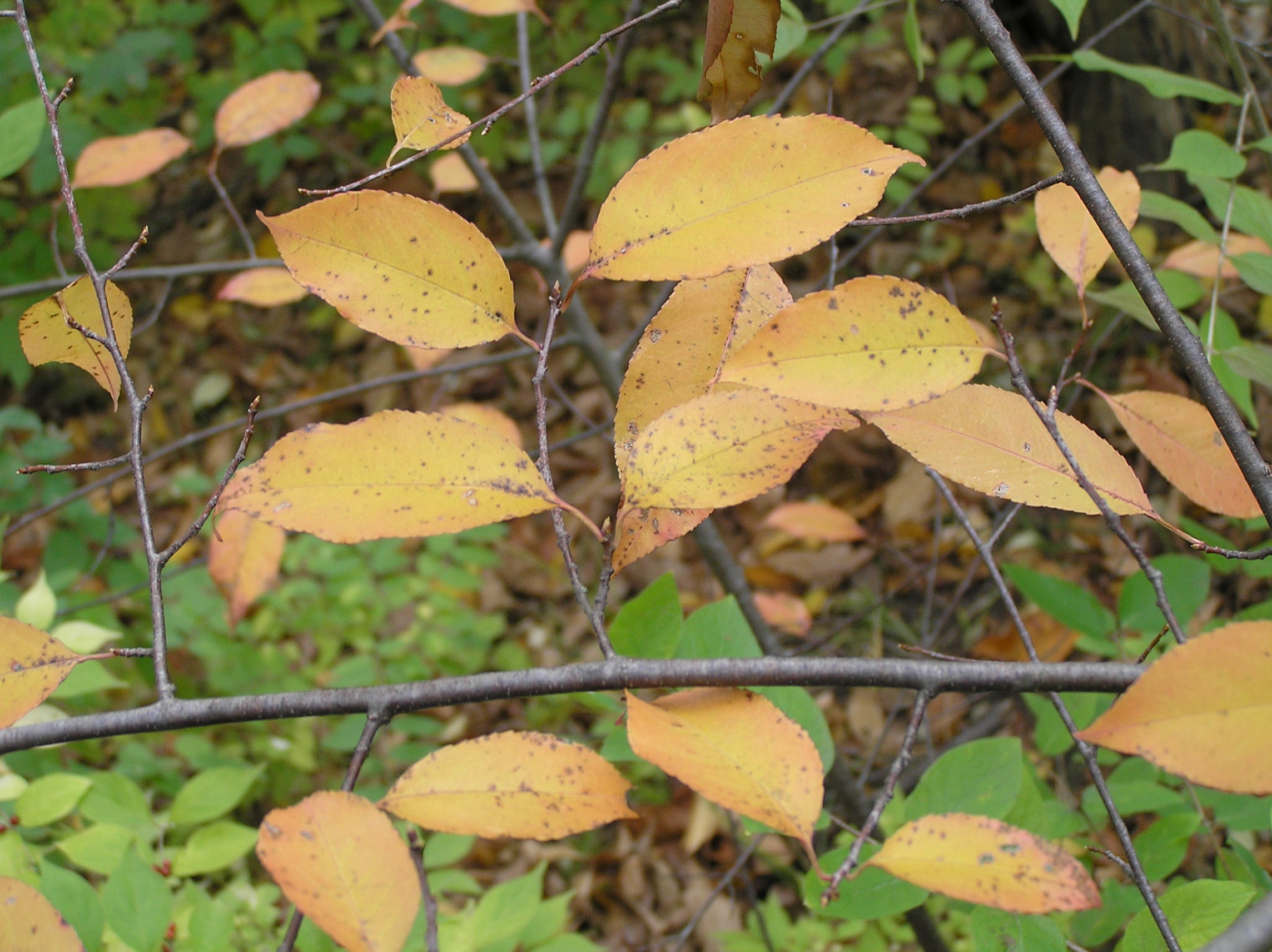 Native Trees of Indiana River Walk