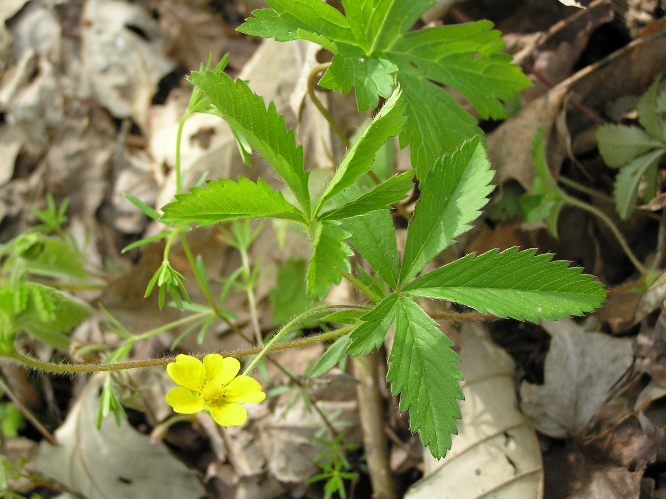 Native Trees of Indiana River Walk