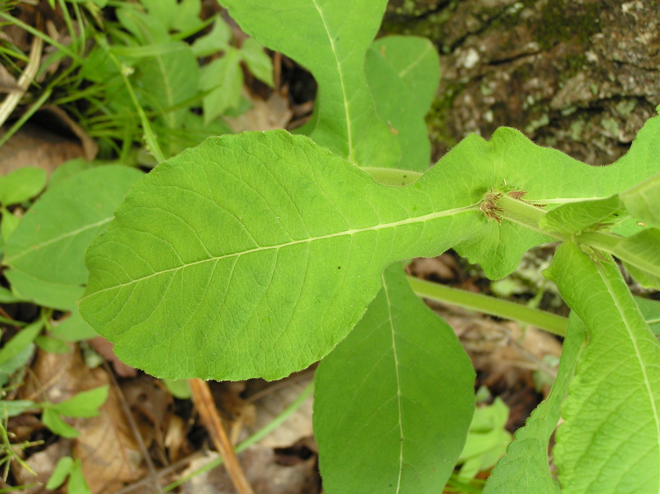 Native Trees of Indiana River Walk