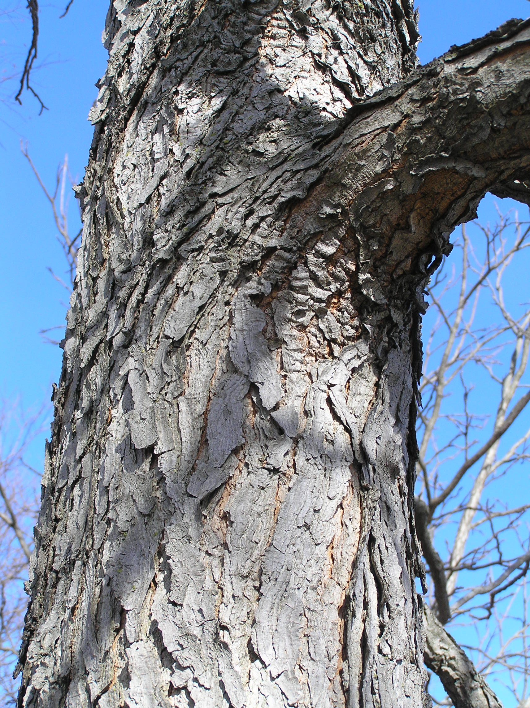 Native Trees of Indiana River Walk