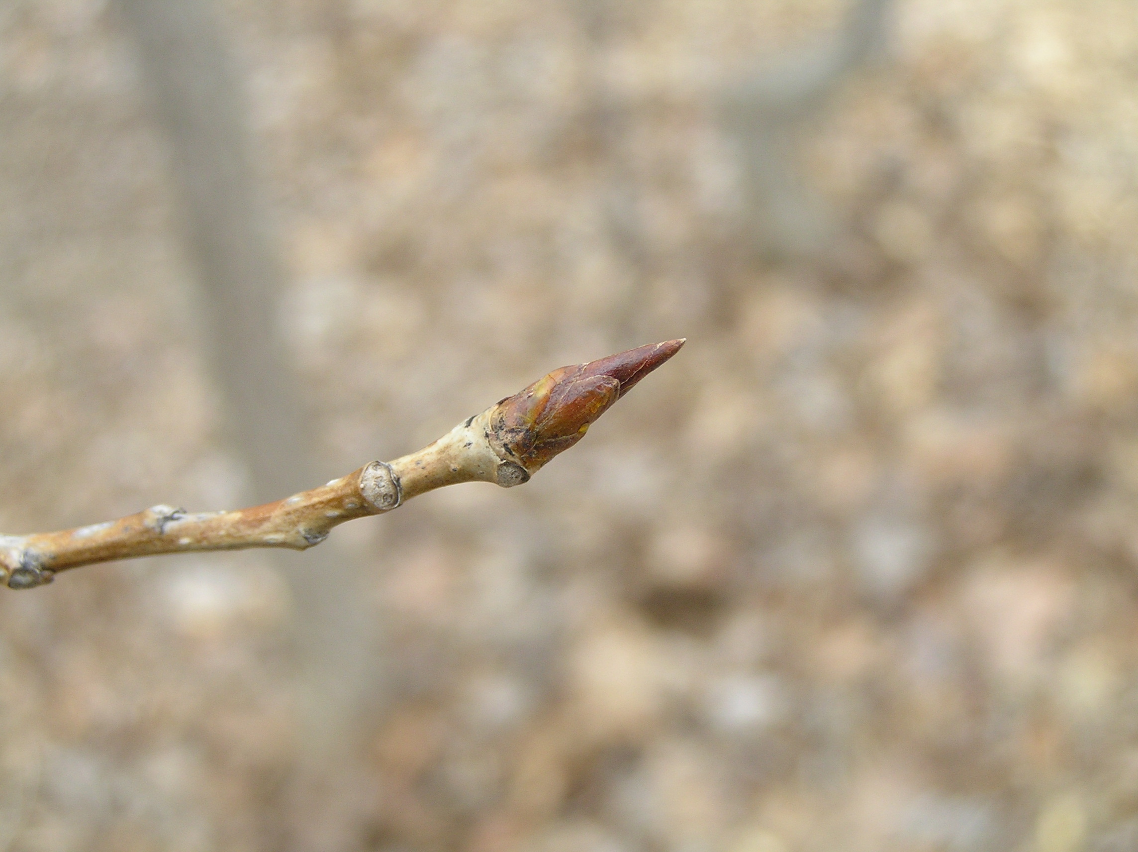 Native Trees of Indiana River Walk