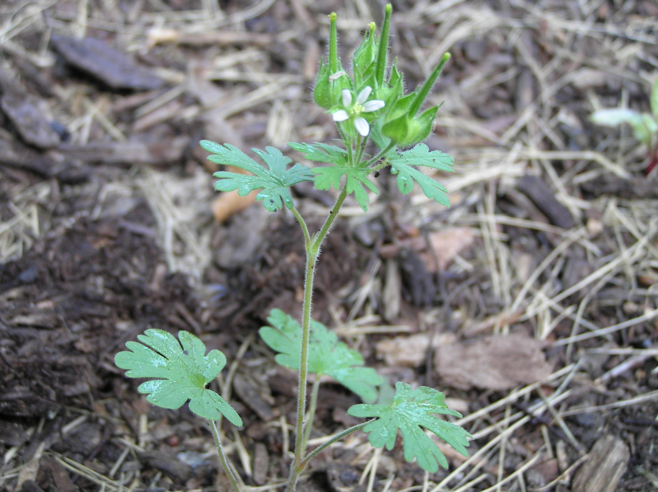 Native Trees of Indiana River Walk