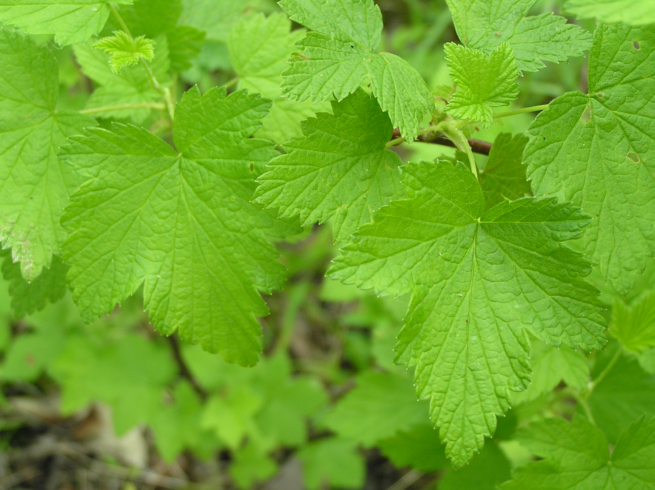 Native Trees of Indiana River Walk