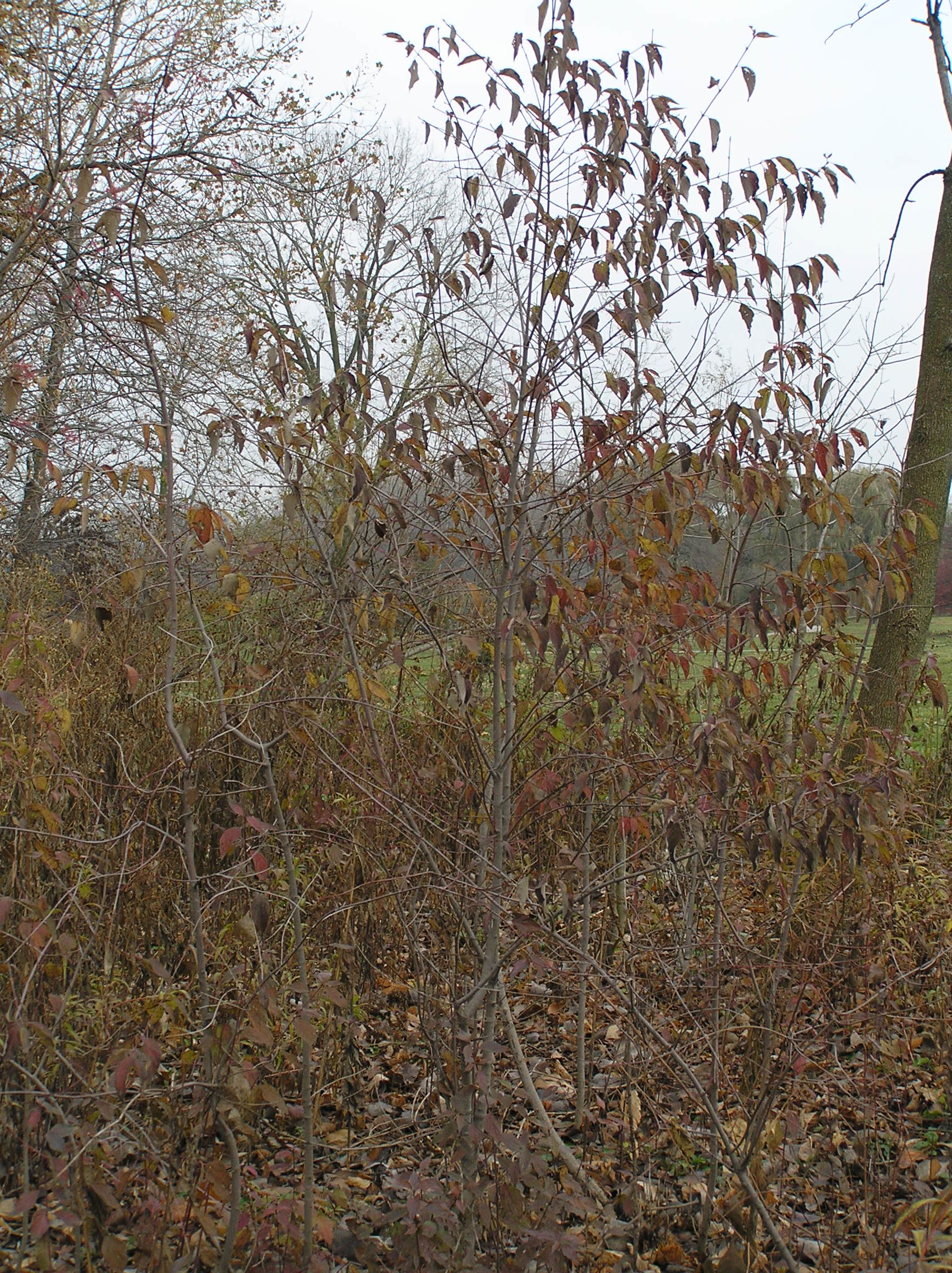 Native Trees of Indiana River Walk