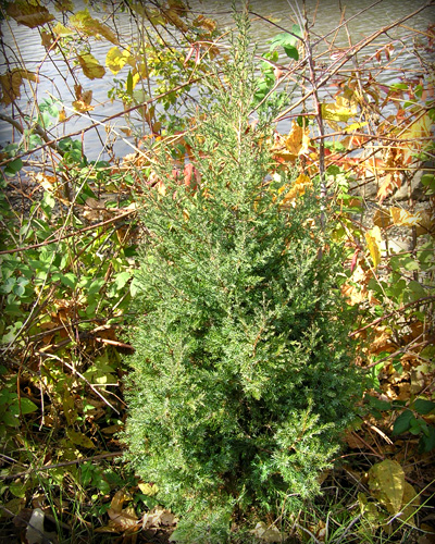 Native Trees Of Indiana River Walk
