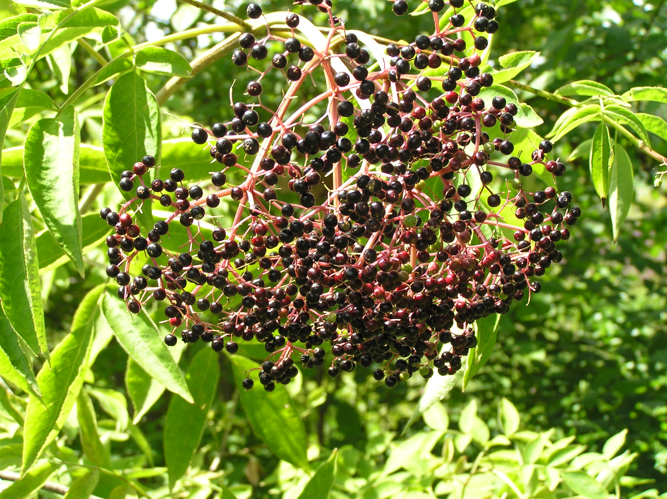 Native Trees of Indiana River Walk