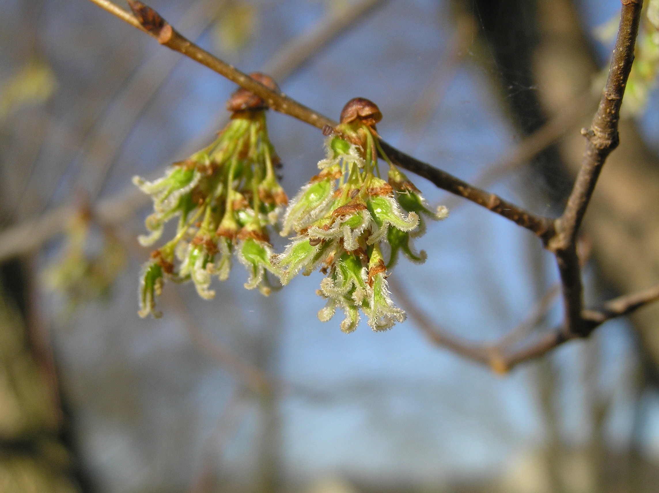 Native Trees of Indiana River Walk