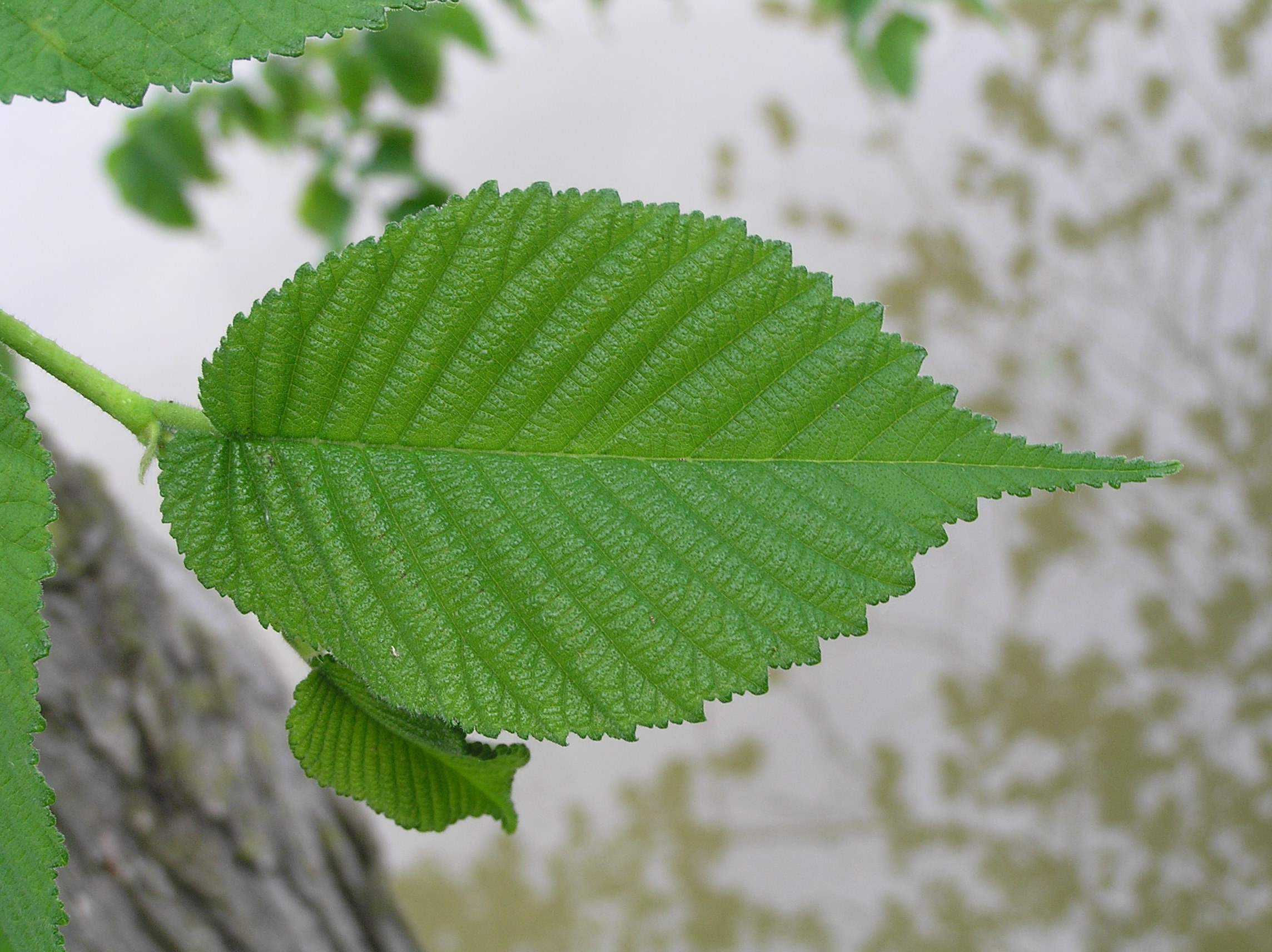 Вяз фото листьев. Вяз приземистый Ulmus pumila. Вяз шершавый листья. Вяз листоватый листья. Листья вяза и карагача.