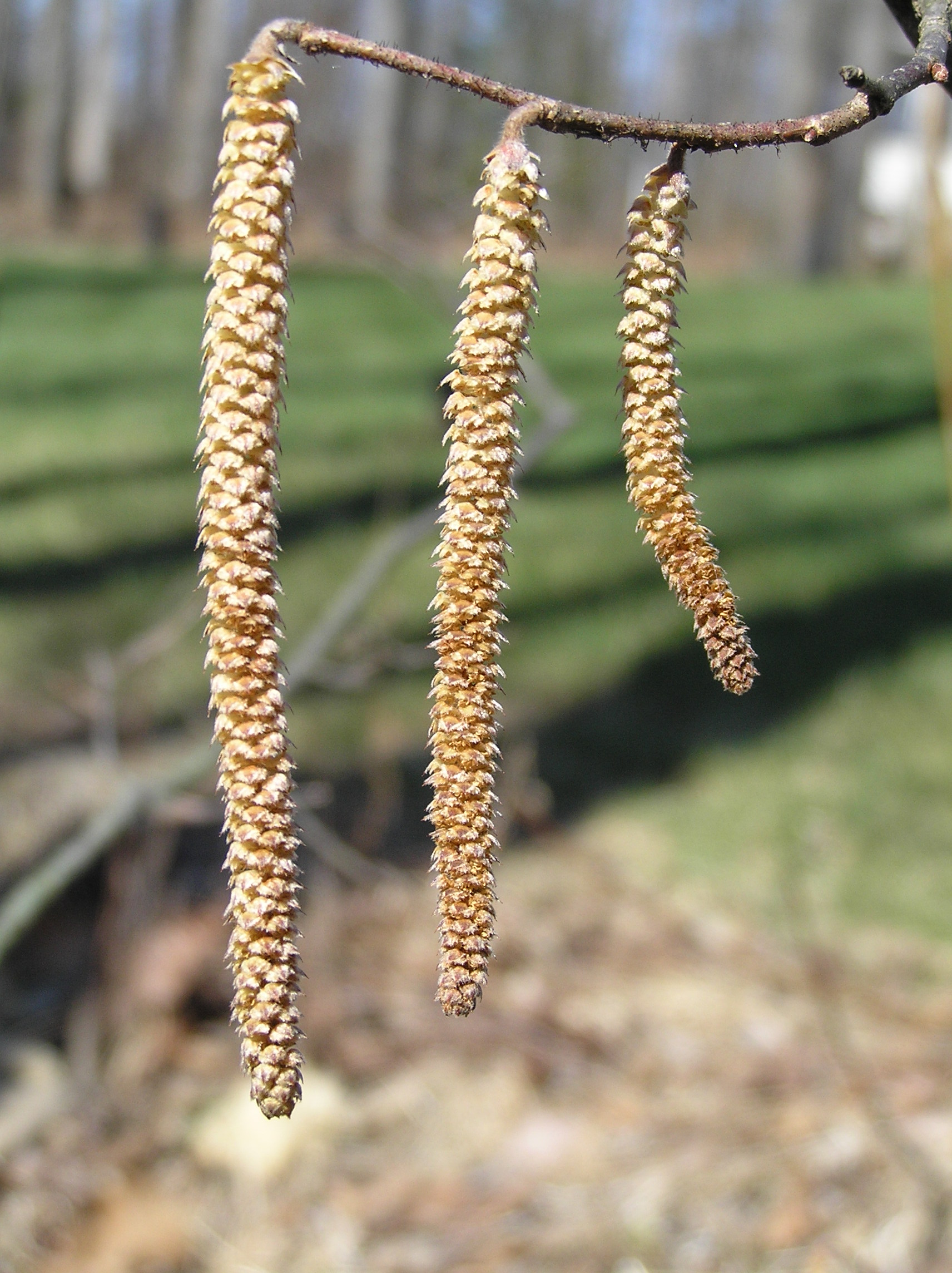 Native Trees of Indiana River Walk
