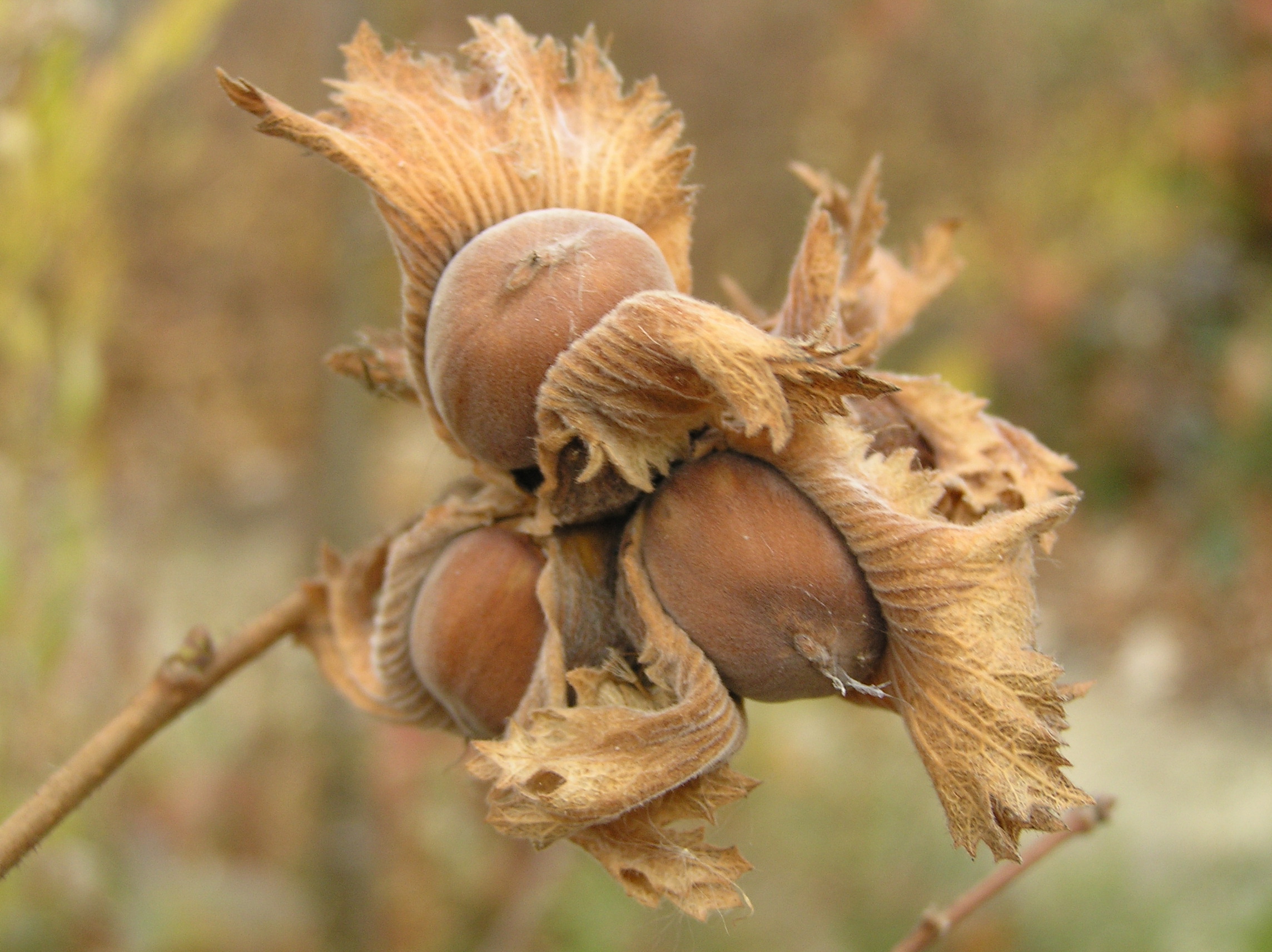 Native Trees of Indiana River Walk