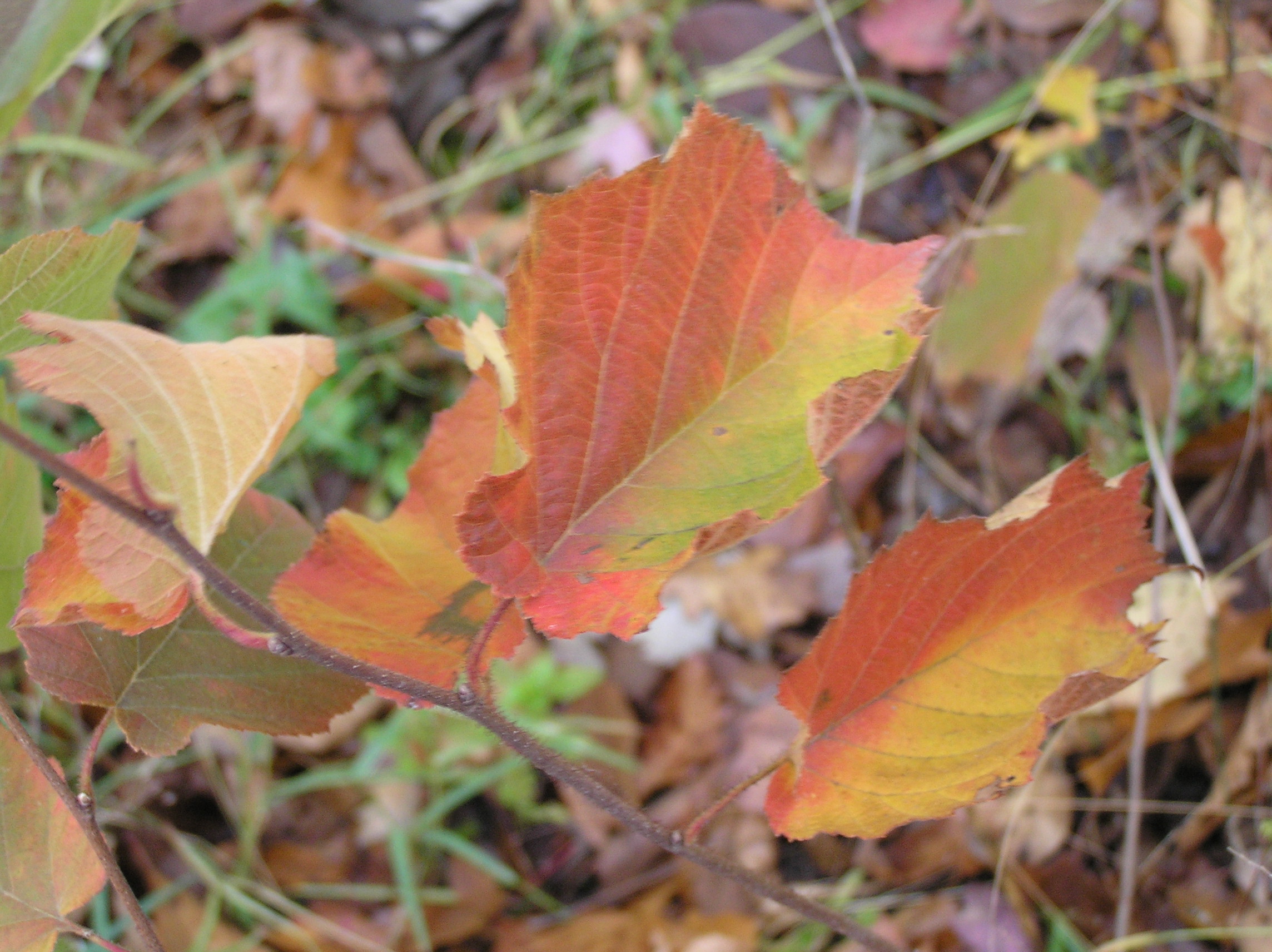 Native Trees of Indiana River Walk