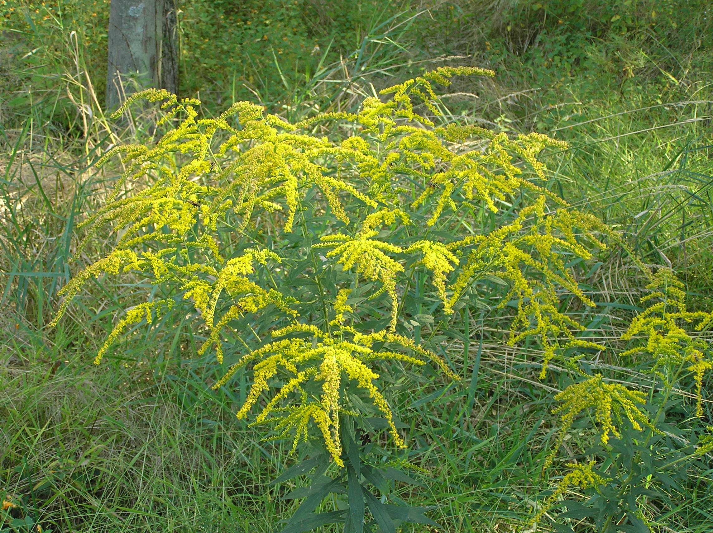 Native Trees of Indiana River Walk
