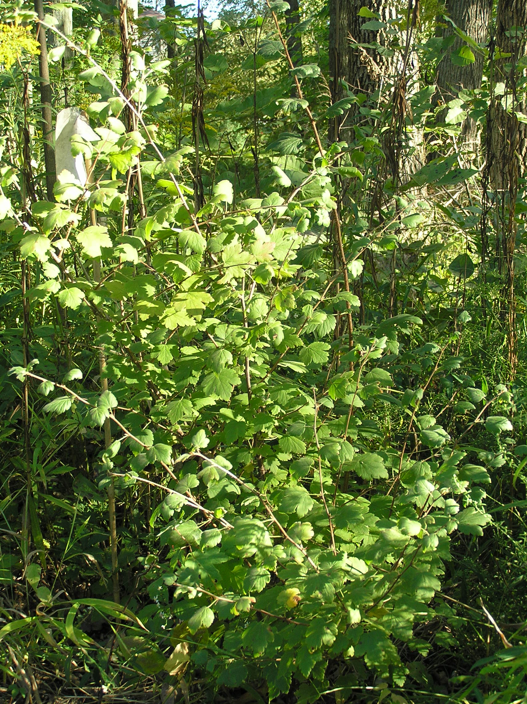 Native Trees of Indiana River Walk