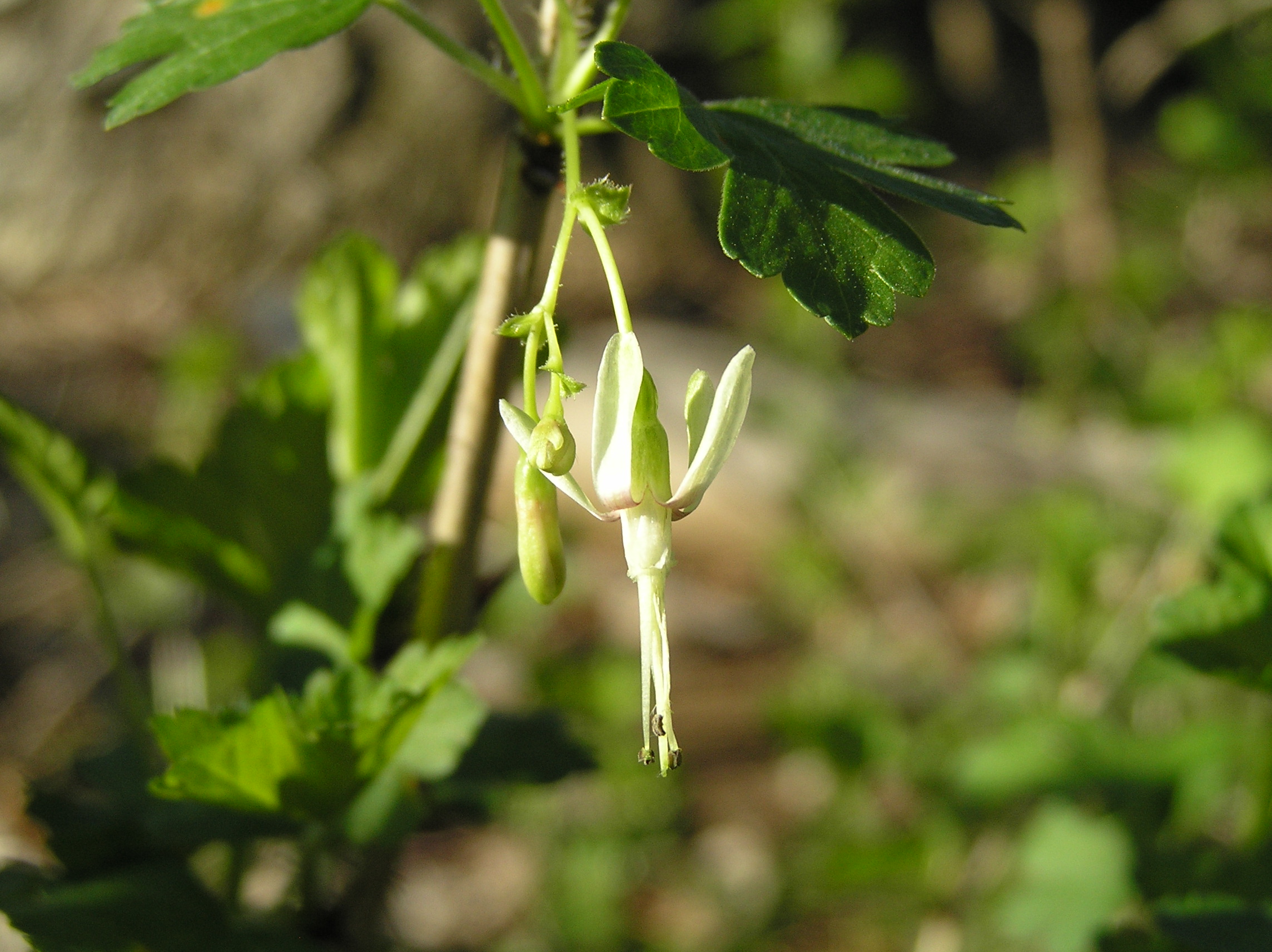 Native Trees of Indiana River Walk