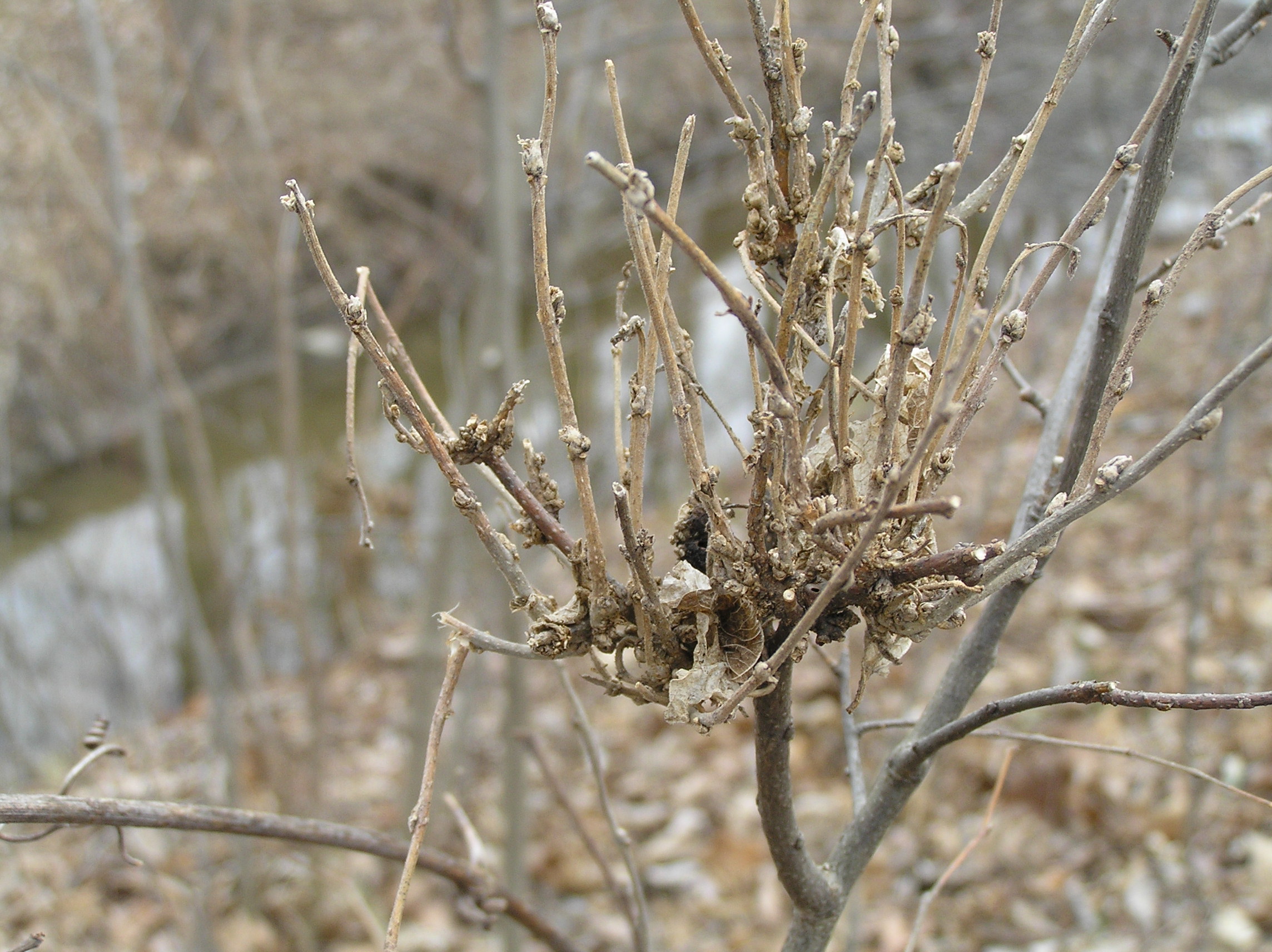 Native Trees of Indiana River Walk
