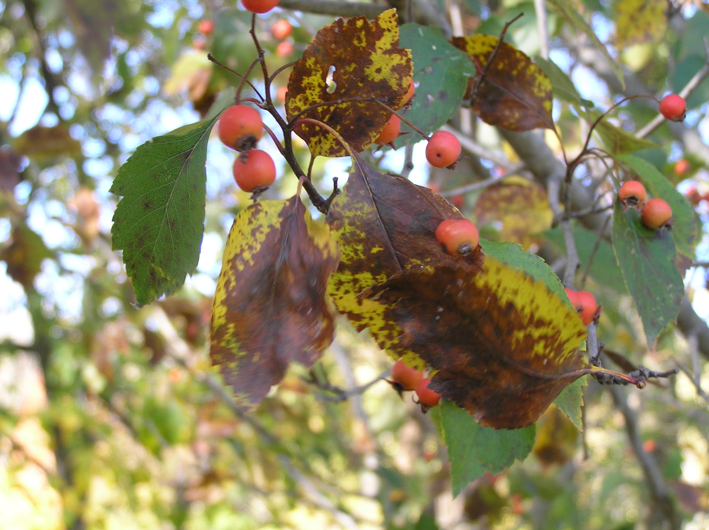 Hawthorn Tree Indiana Hawthorn Cockspur - Lex Luthor Perdedor