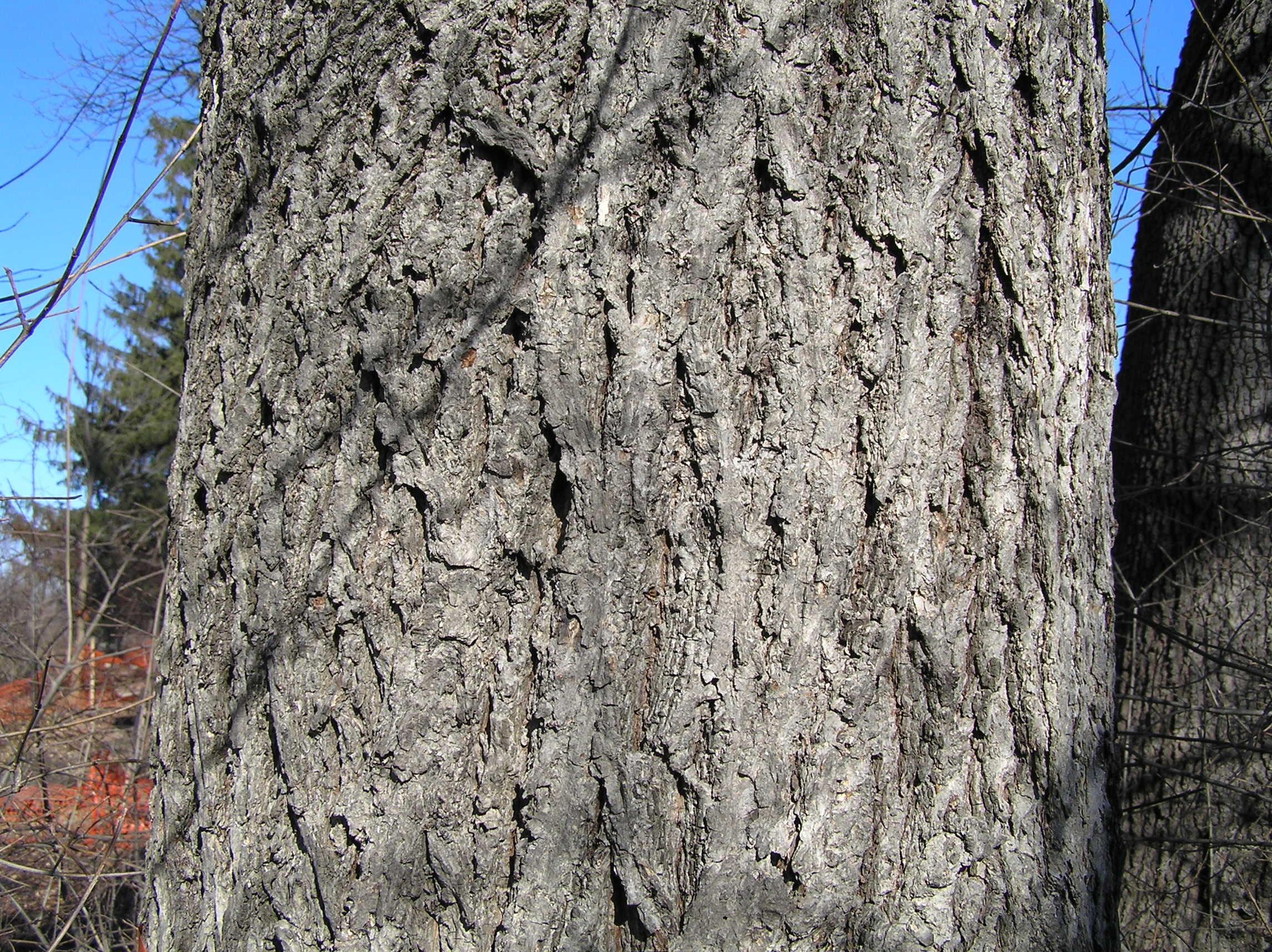 Native Trees of Indiana River Walk