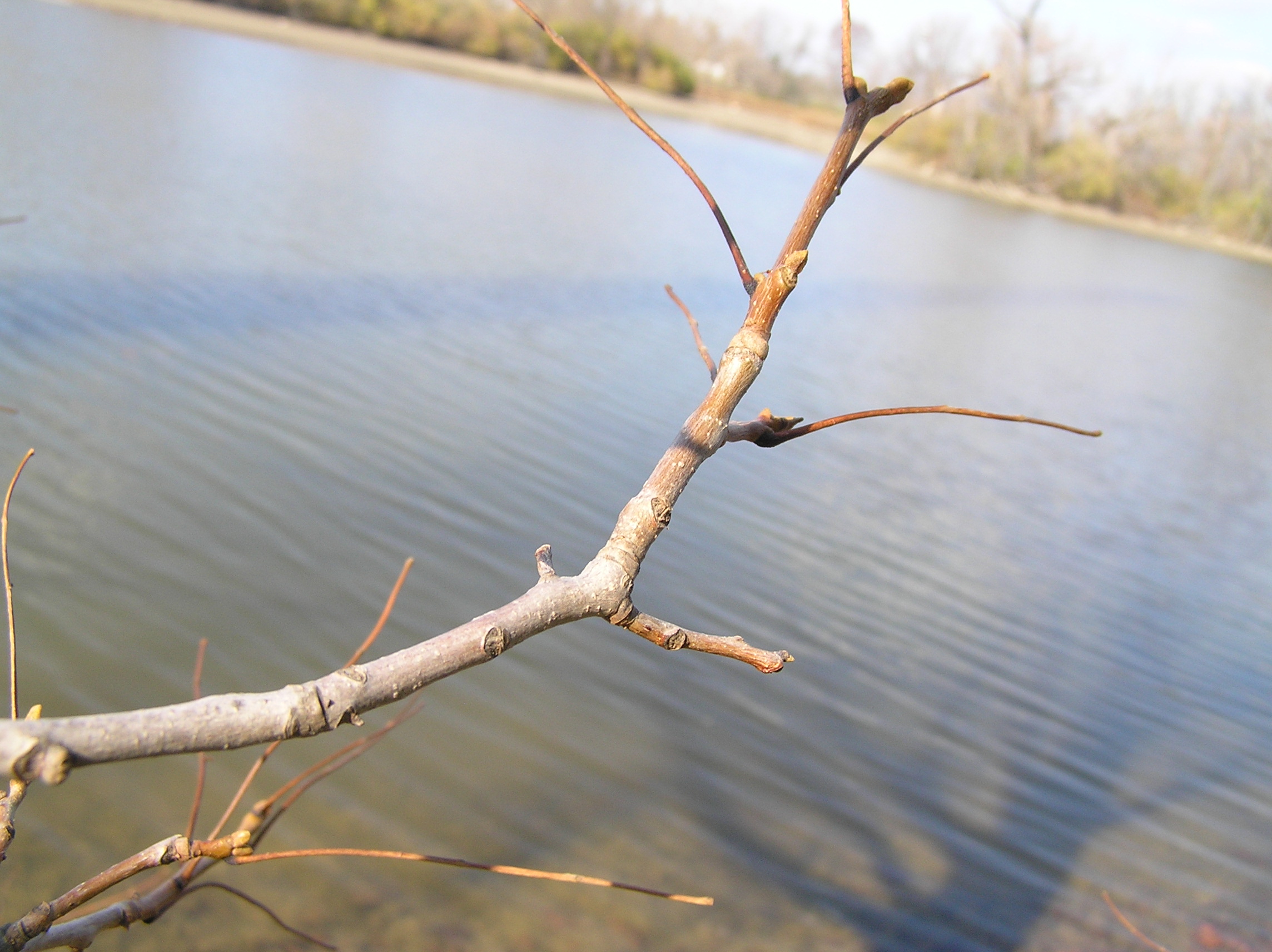 Native Trees Of Indiana River Walk