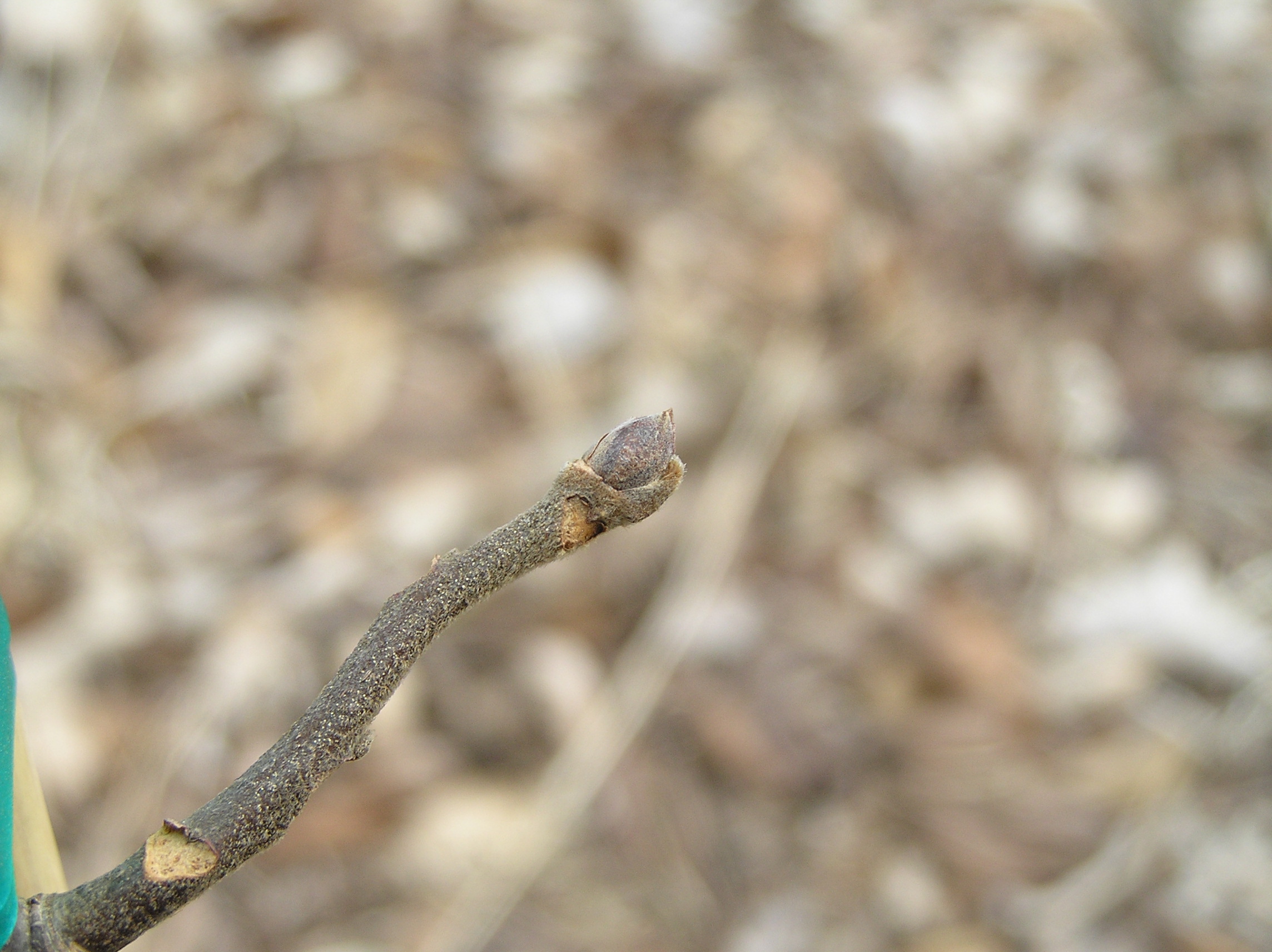 Native Trees of Indiana River Walk