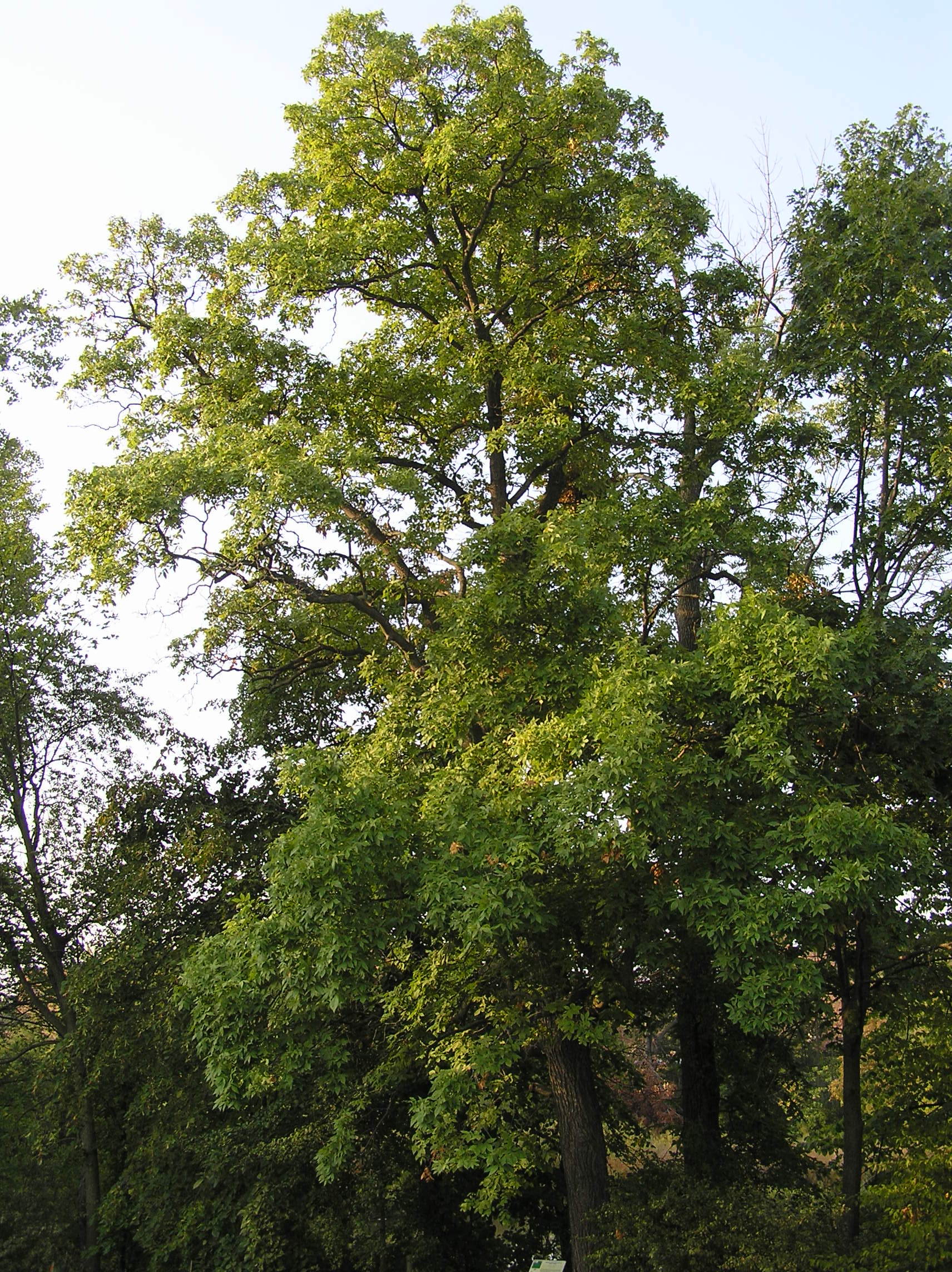 Native Trees of Indiana River Walk