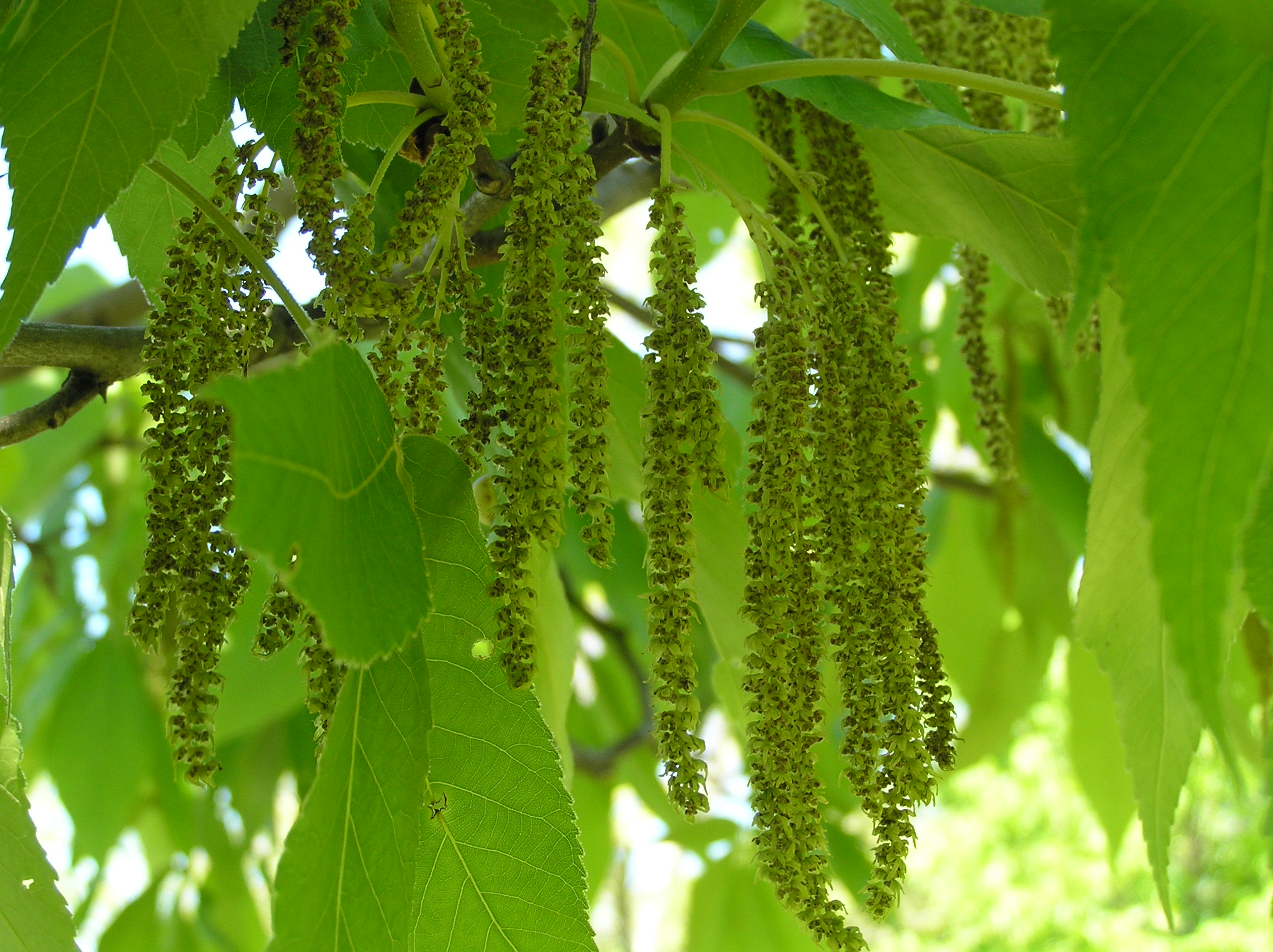Native Trees of Indiana River Walk